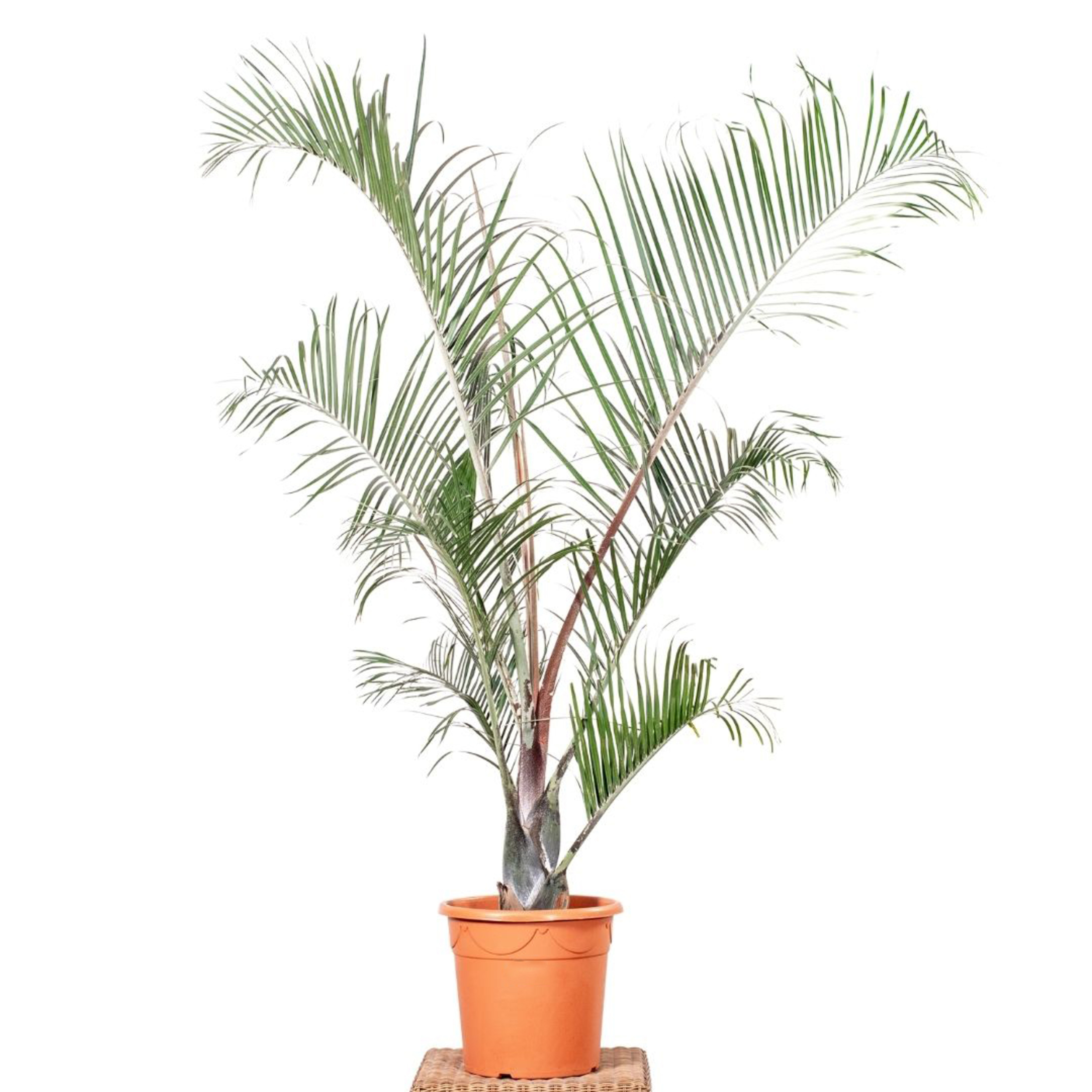 Areka Neodypsis Decary 180-200 cm