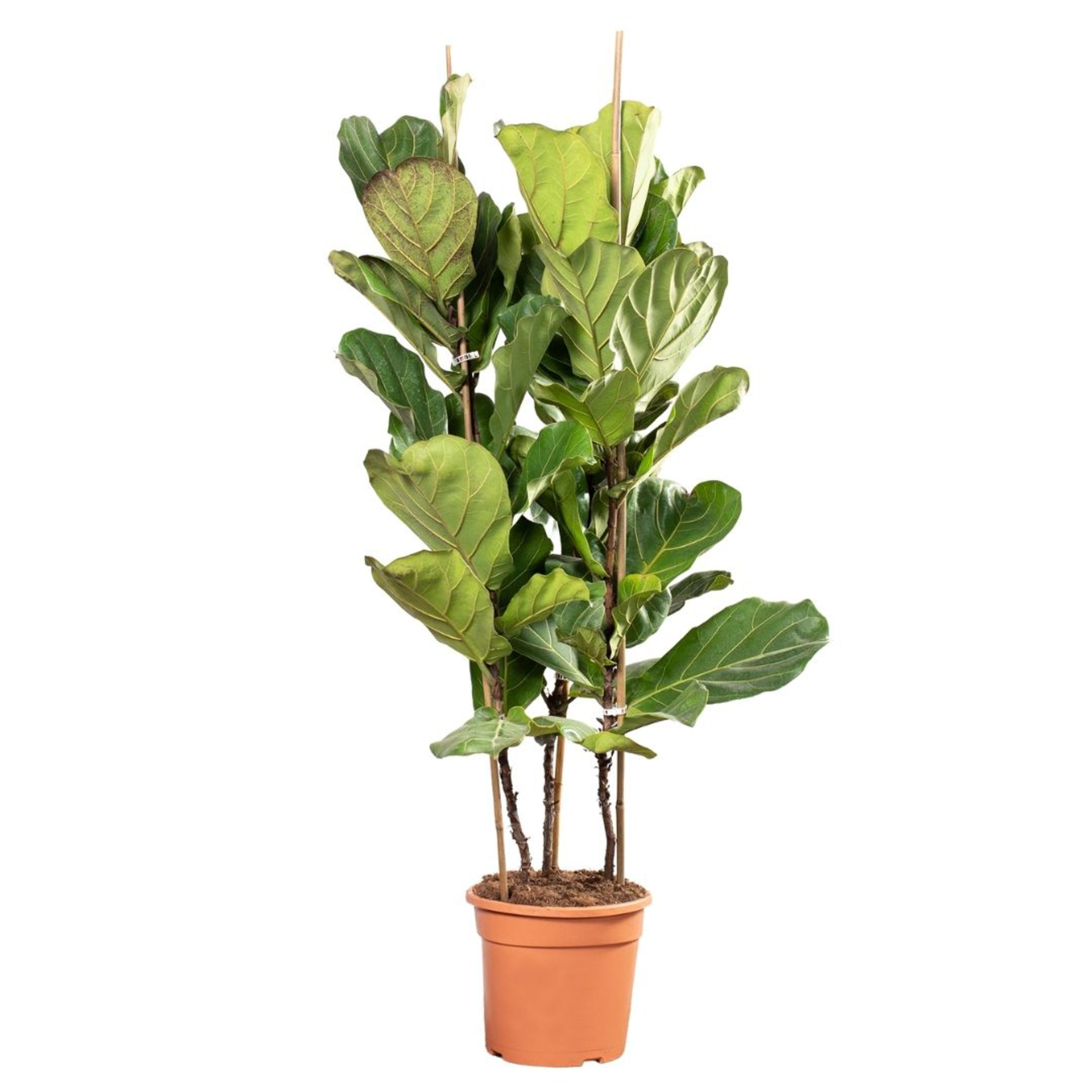 Fikus Lyrata potrójny 150 cm
