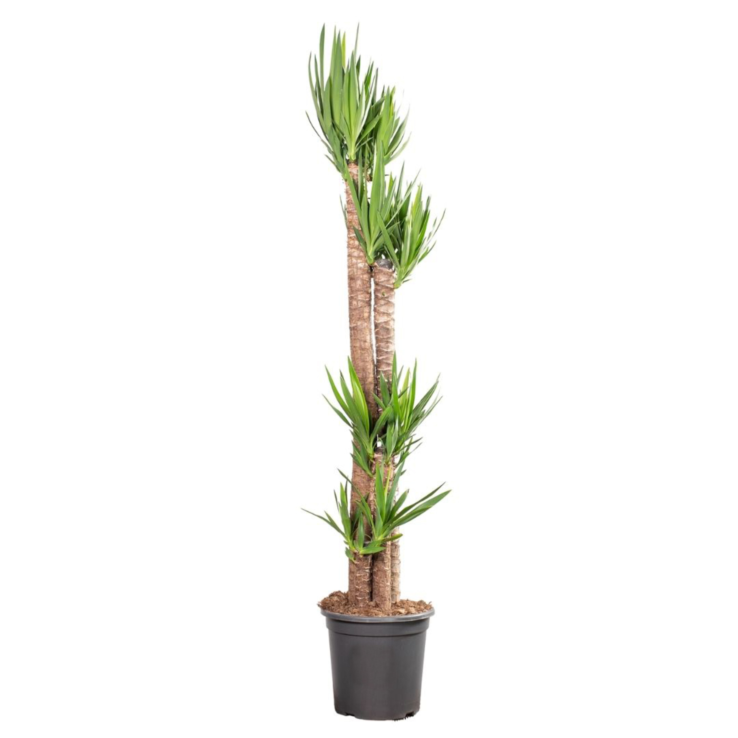 Juka 180 cm