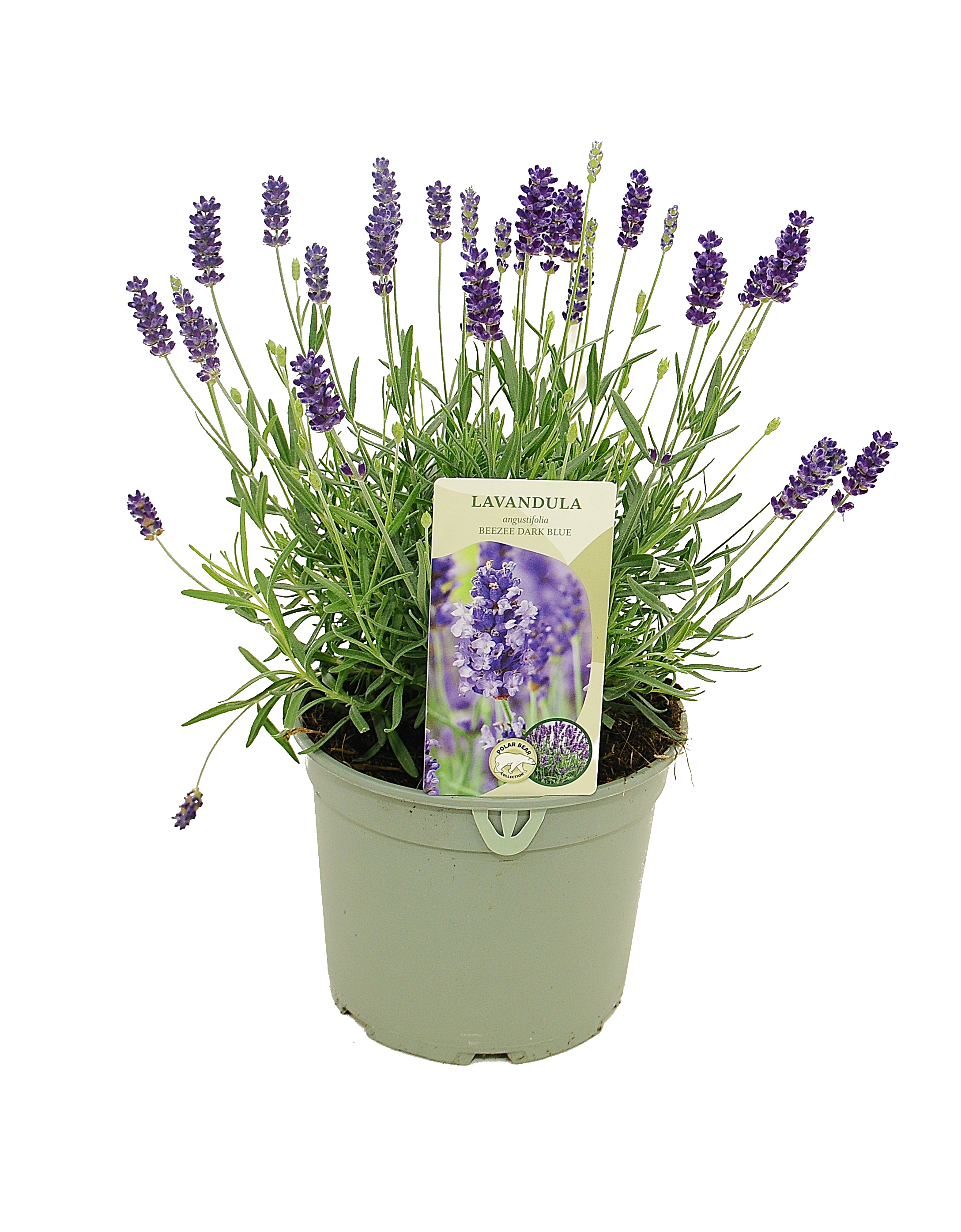 Lawenda wąskolistna Beeze Dark Blue 20-30 cm
