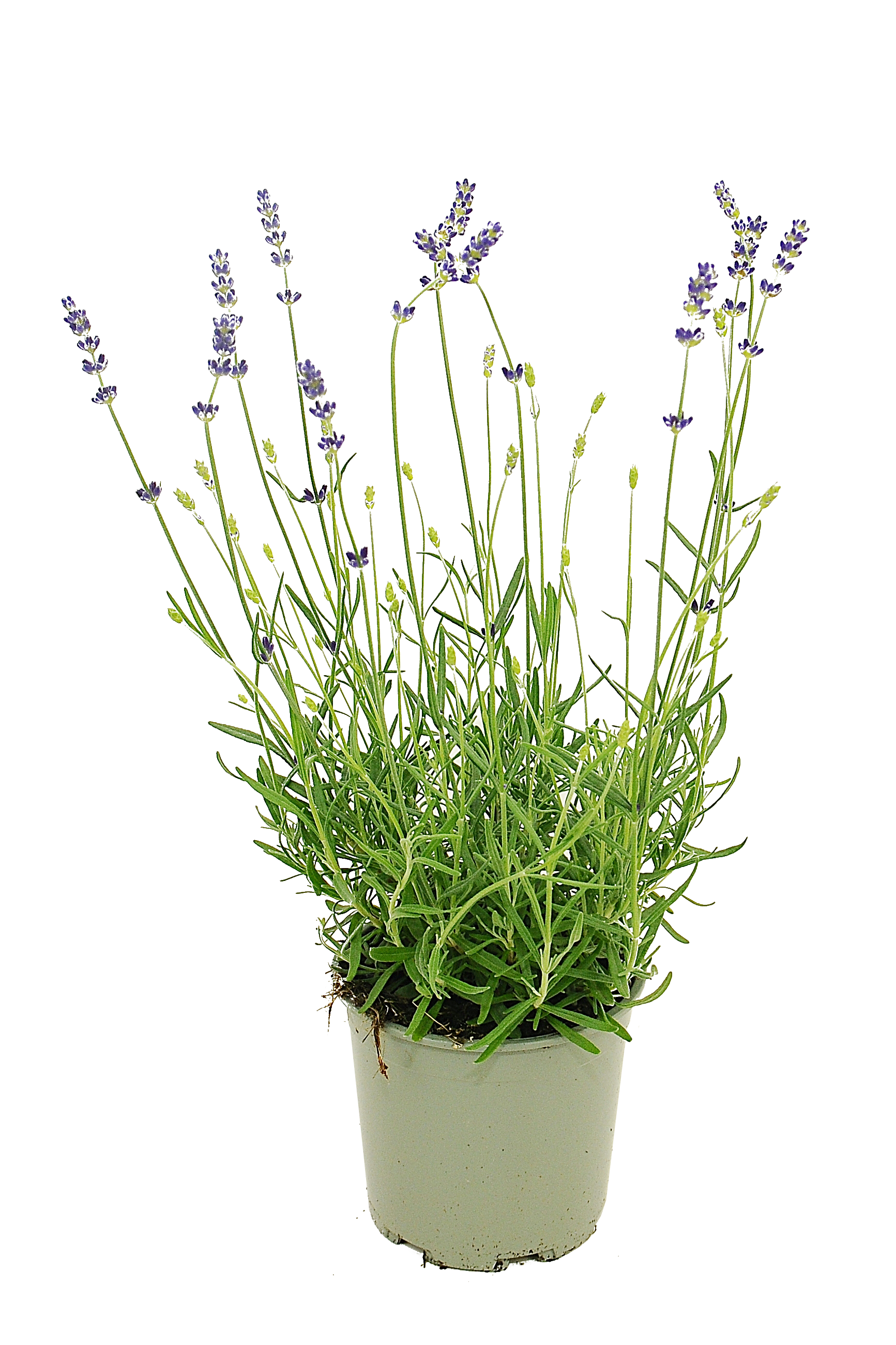 Lawenda wąskolistna Beeze Dark Blue 15-20 cm