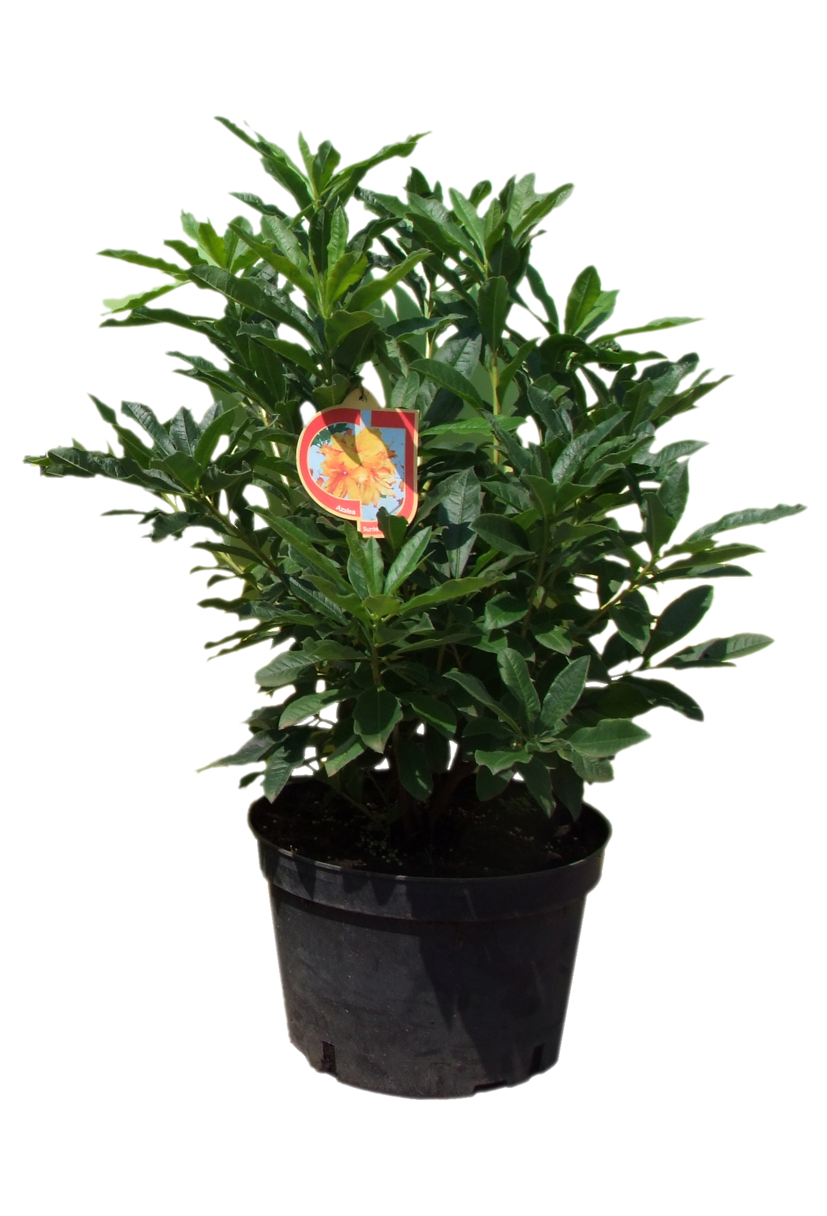 Azalia wielkokwiatowa 70 cm