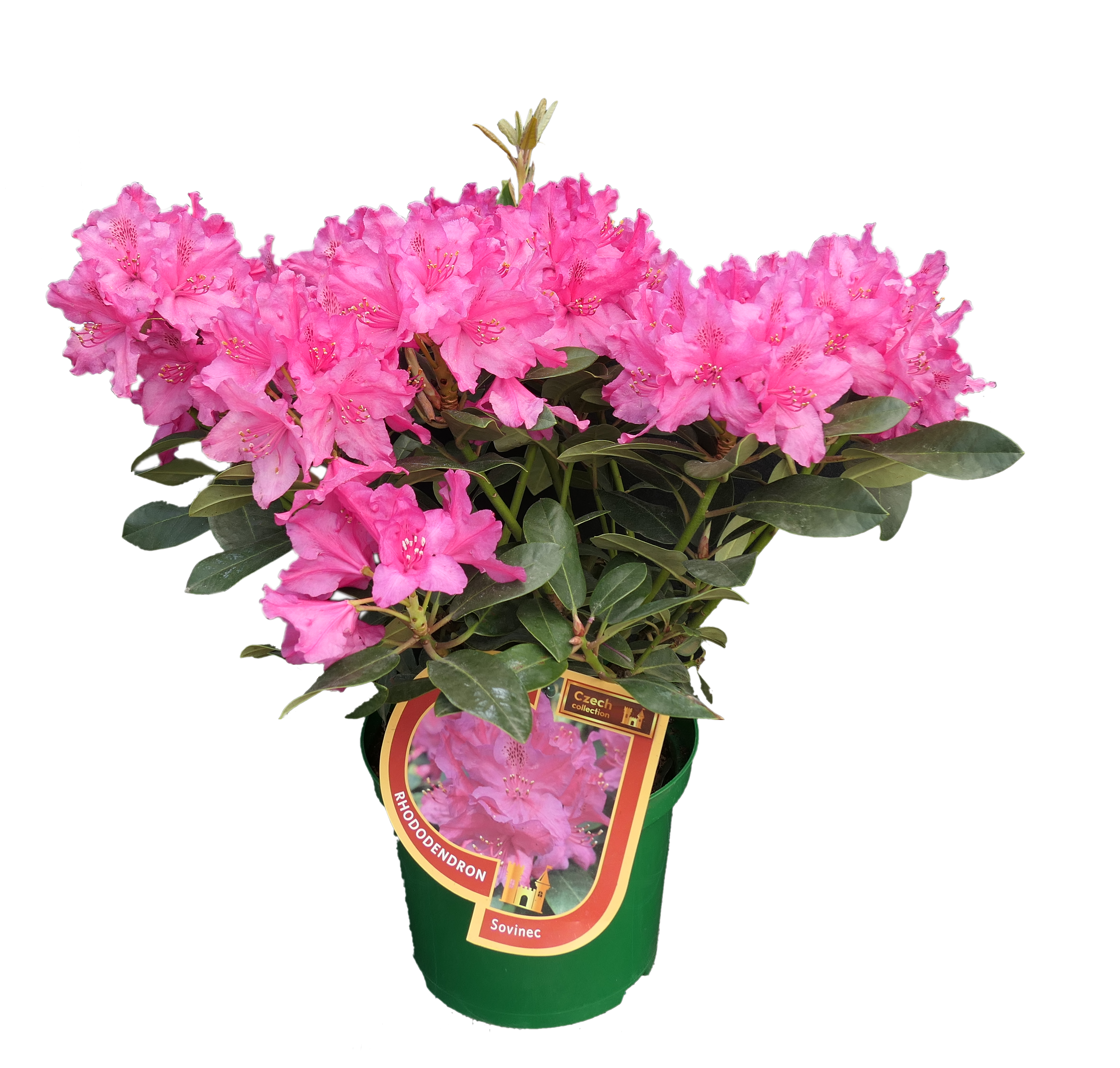 Rododendron Azalia Różanecznik mix 25-30 cm