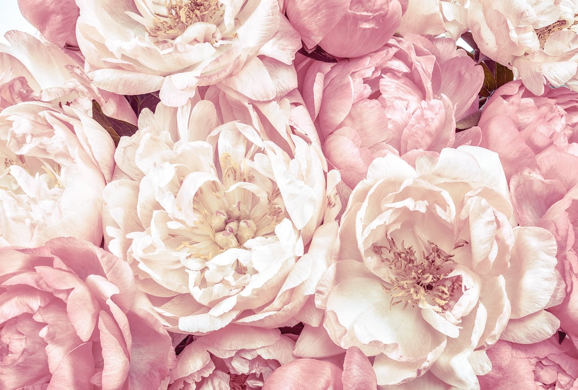 Fototapeta Peonies 368 x 254 cm