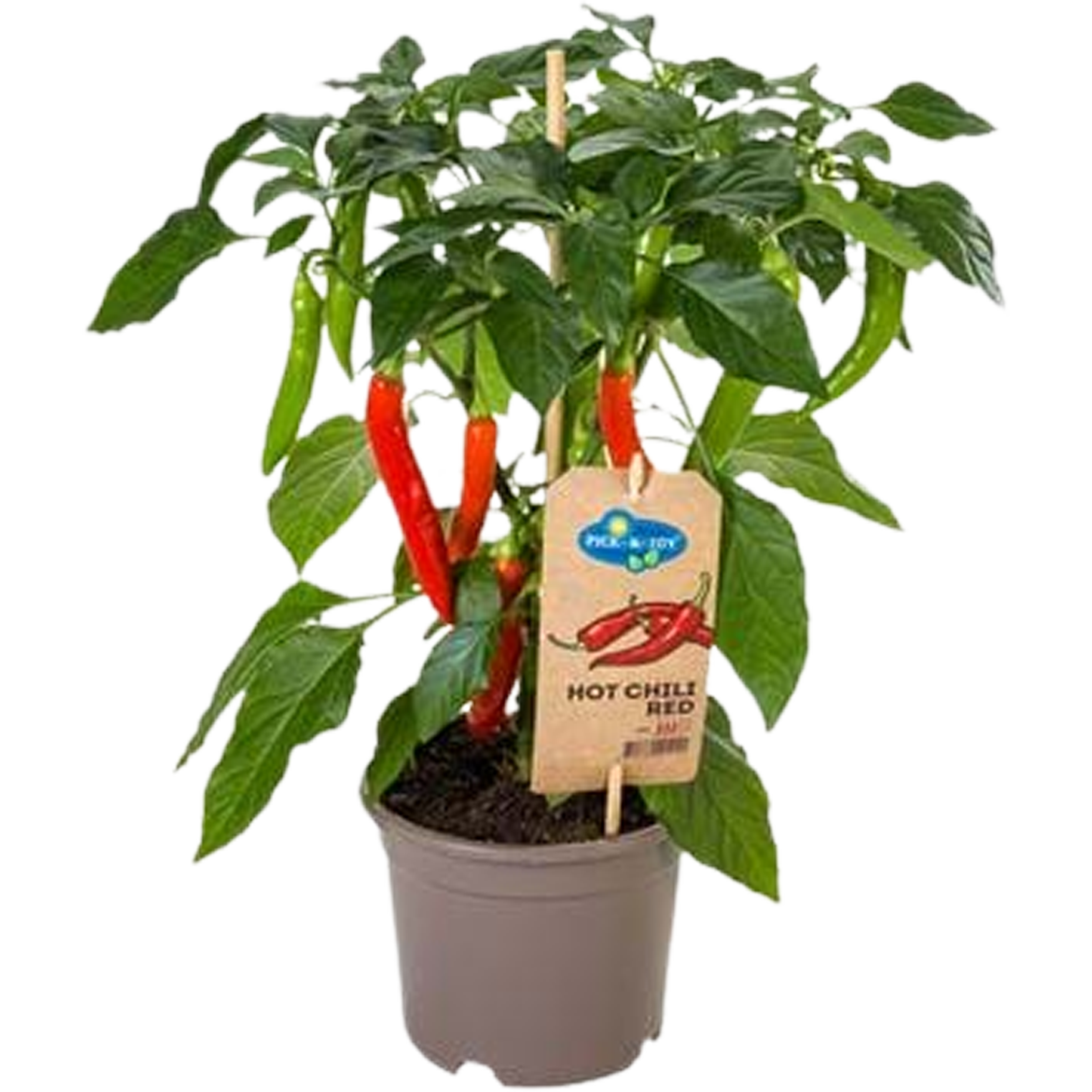 Papryka Hot Chili Red 35 cm