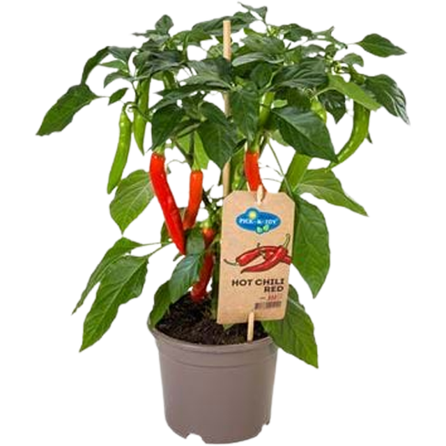 Papryka Hot Chili Red 35 cm