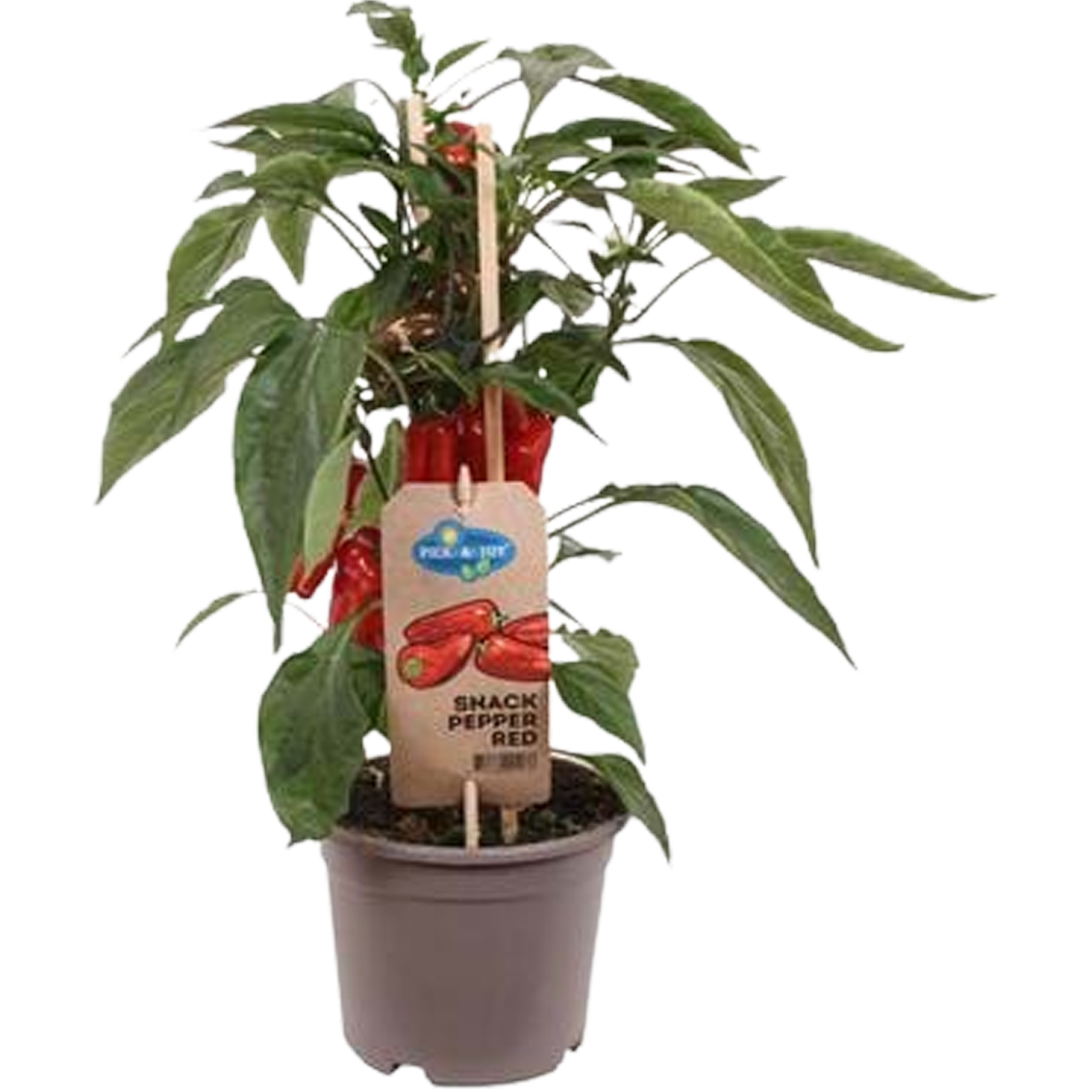 Papryka Snack Pepper Red 35 cm