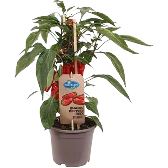 Papryka Snack Pepper Red 35 cm