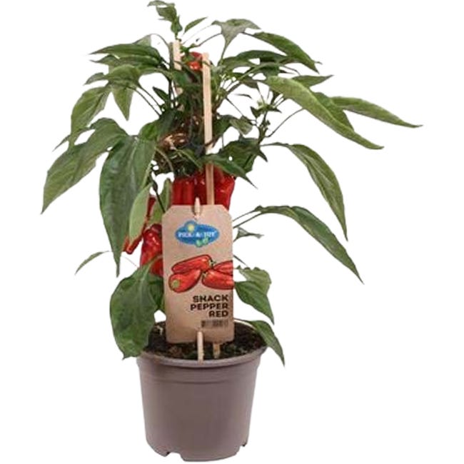 Papryka snack pepper red 35 cm 84688418