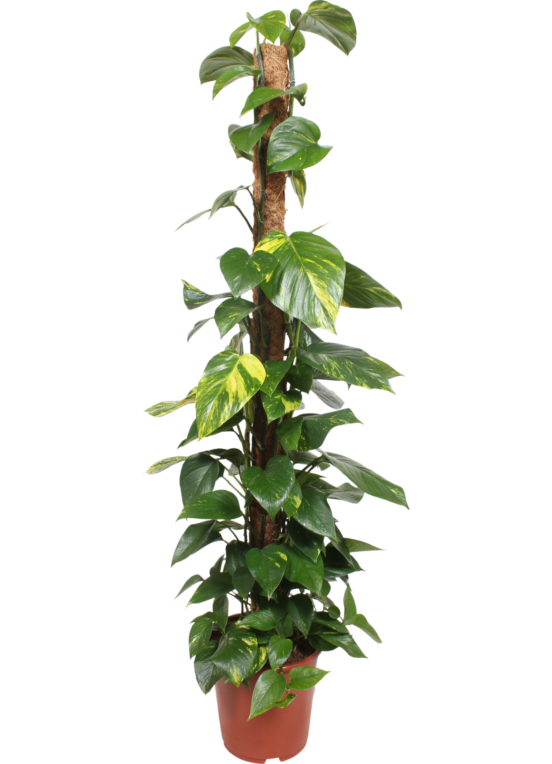 Epipremnum Scindapsus Aureum 150 cm na palu