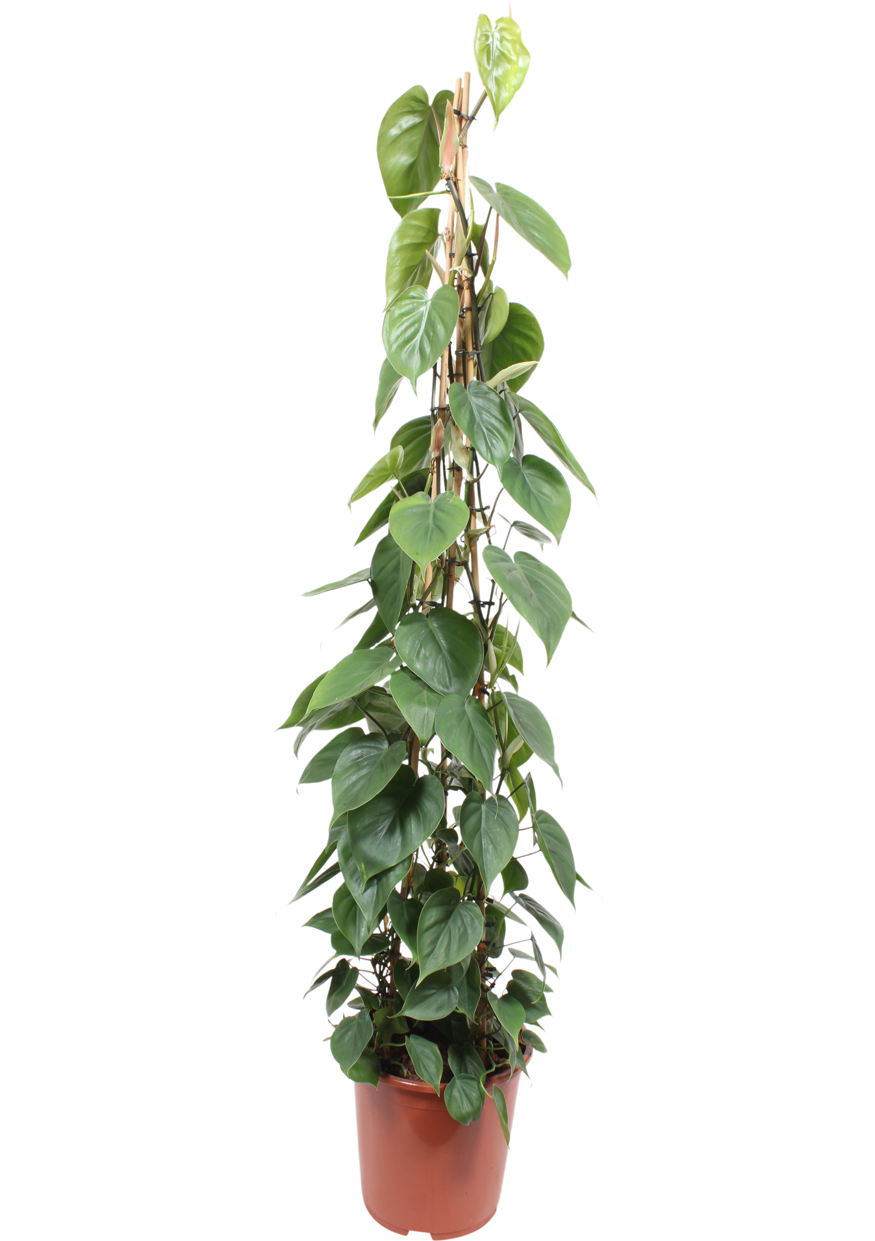 Filodendron Scandens 150 cm