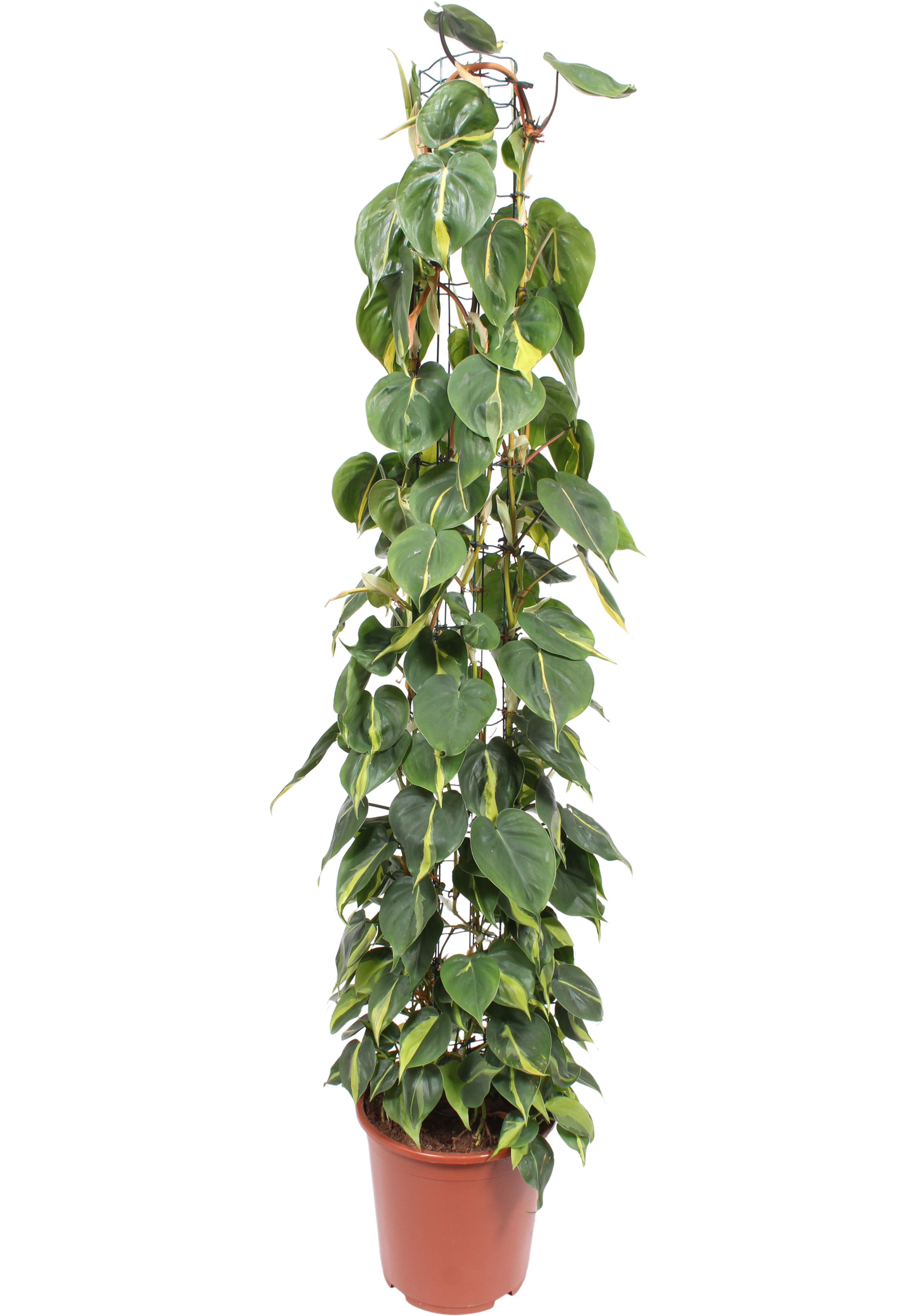 Filodendron Scandens 150-160 cm