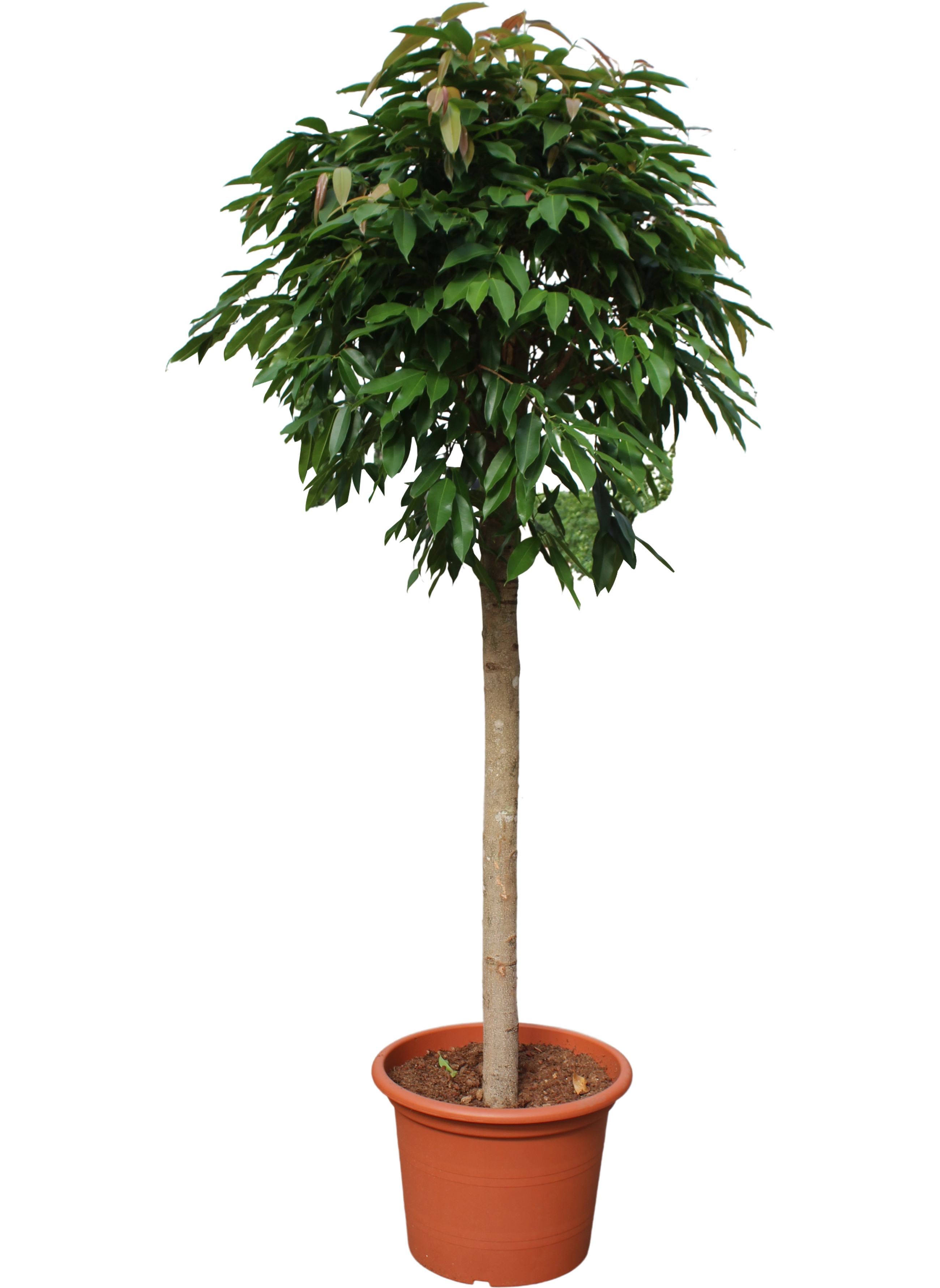 Fikus Amstel King 230-240 cm