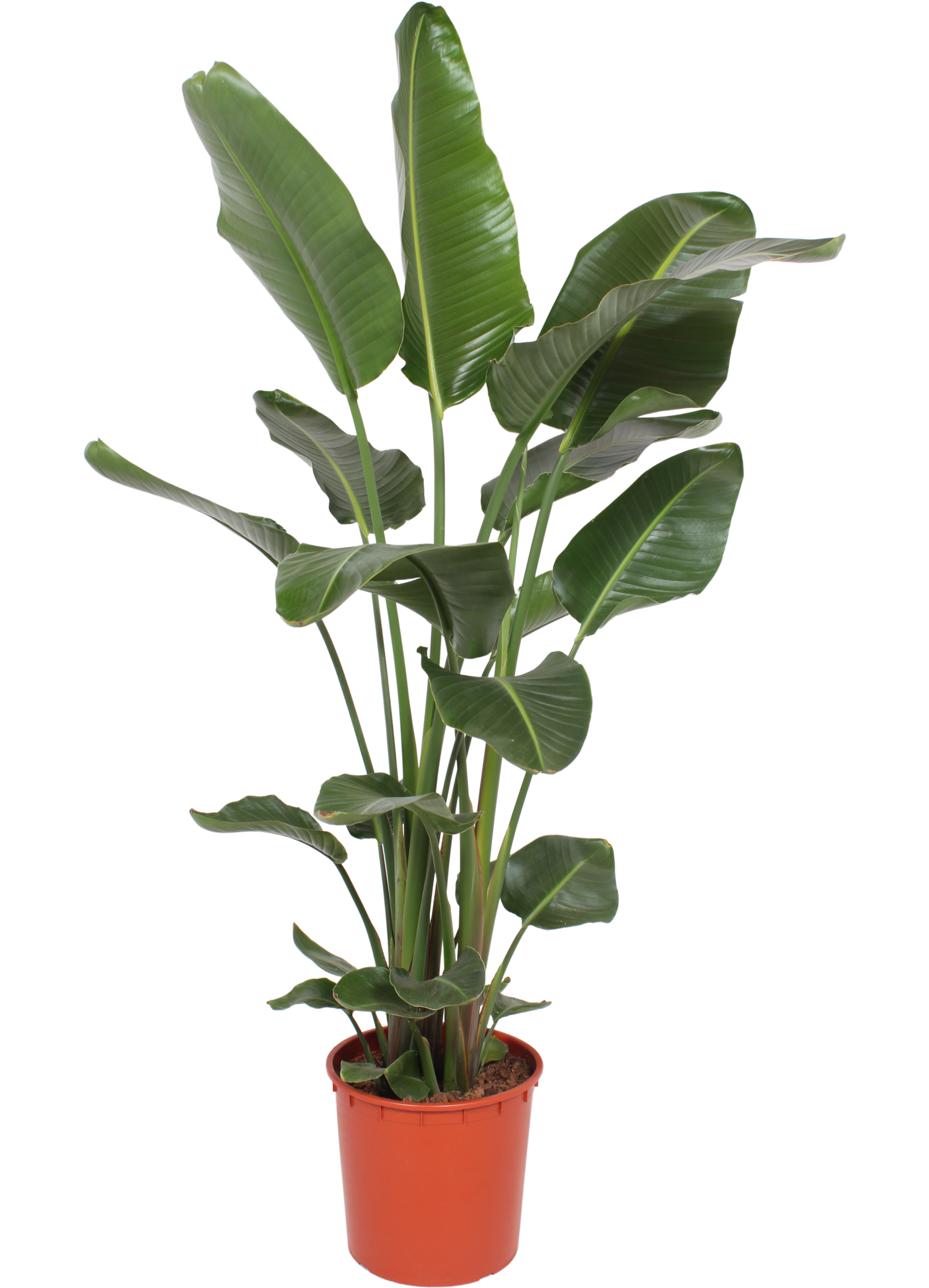 Strelicja biała Strelitzia nicolai Rajski Ptak 180 cm