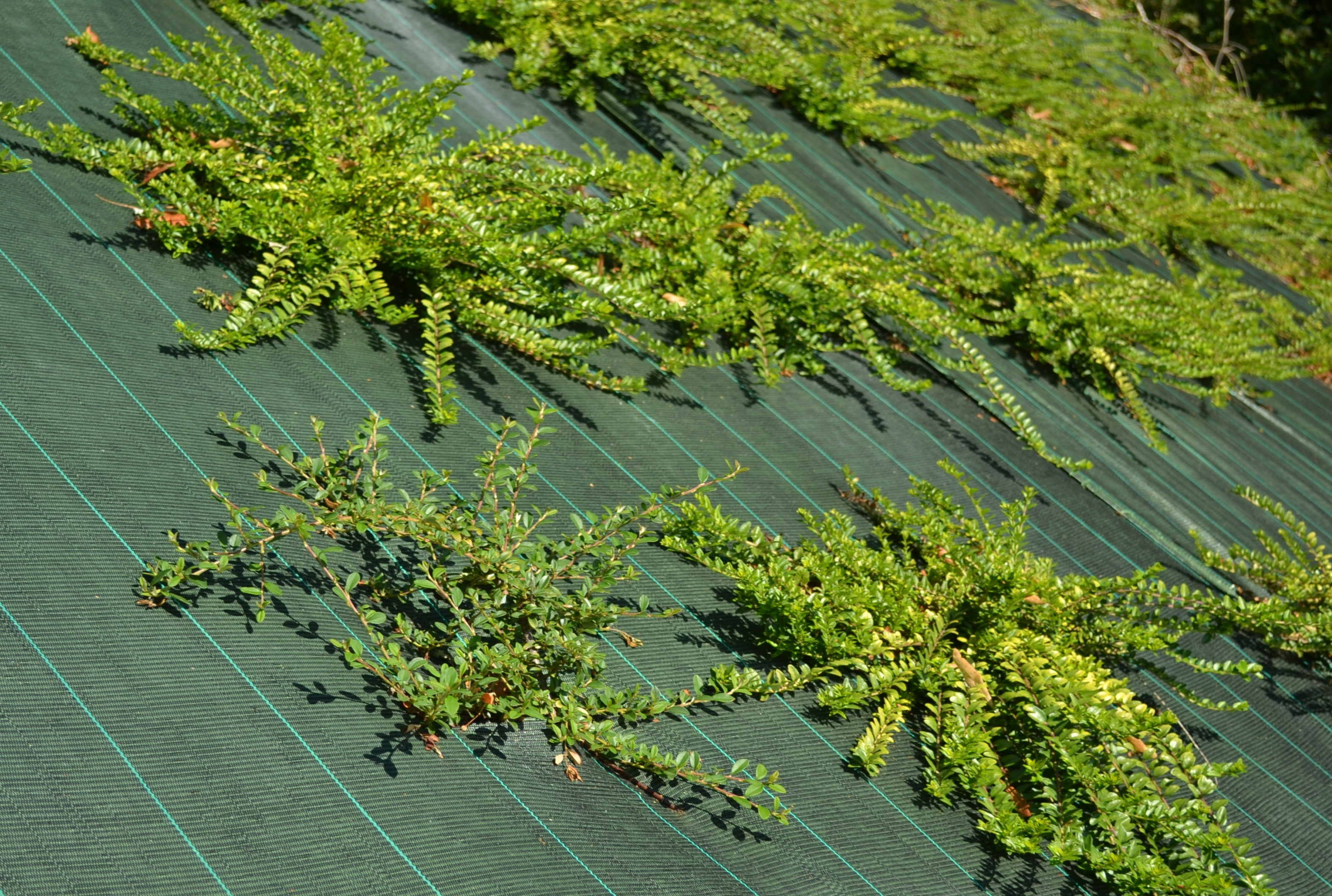 Malla antihierbas GEOLIA 1.05 x 10 m verde - 2