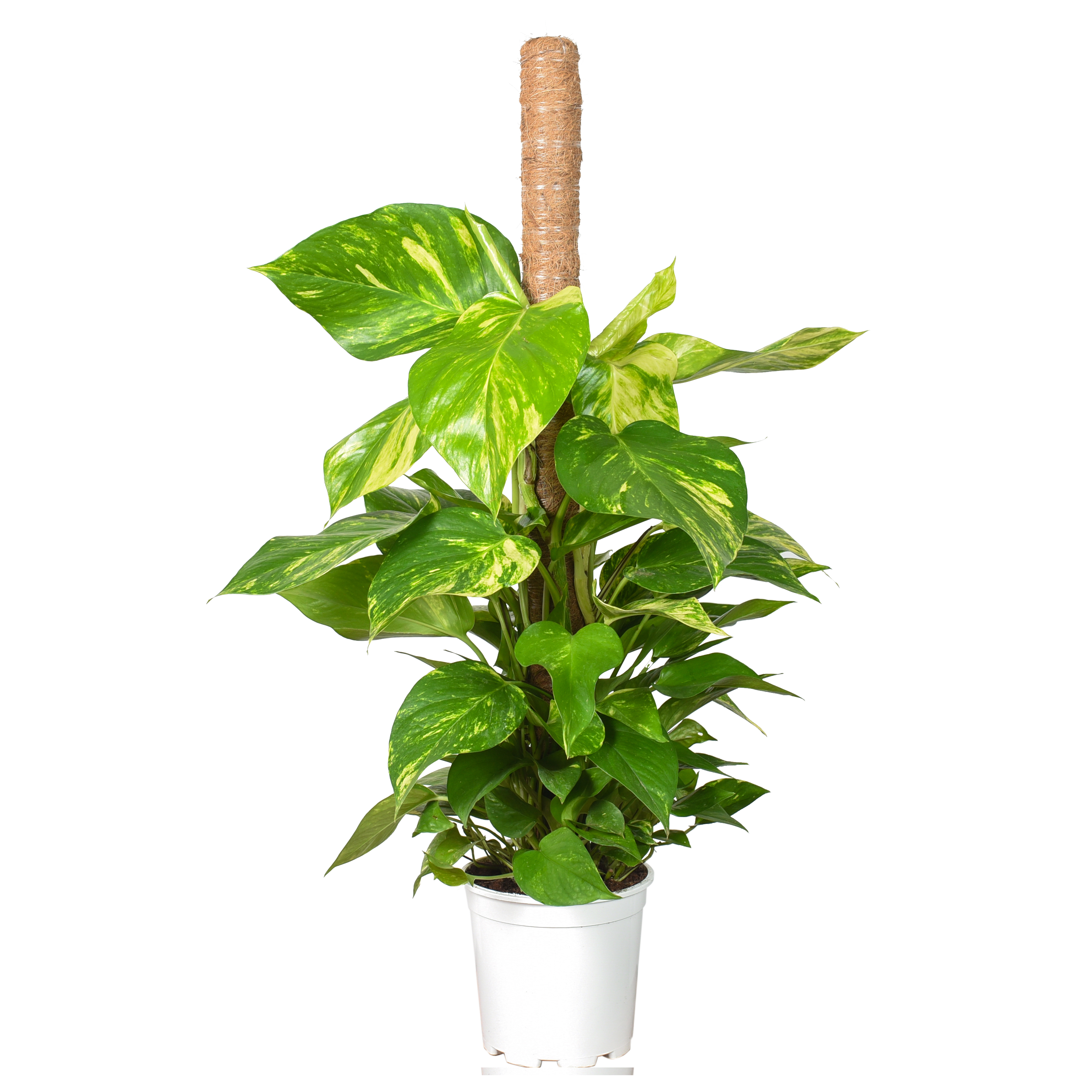 Scindapsus złocisty 100 cm na pniu