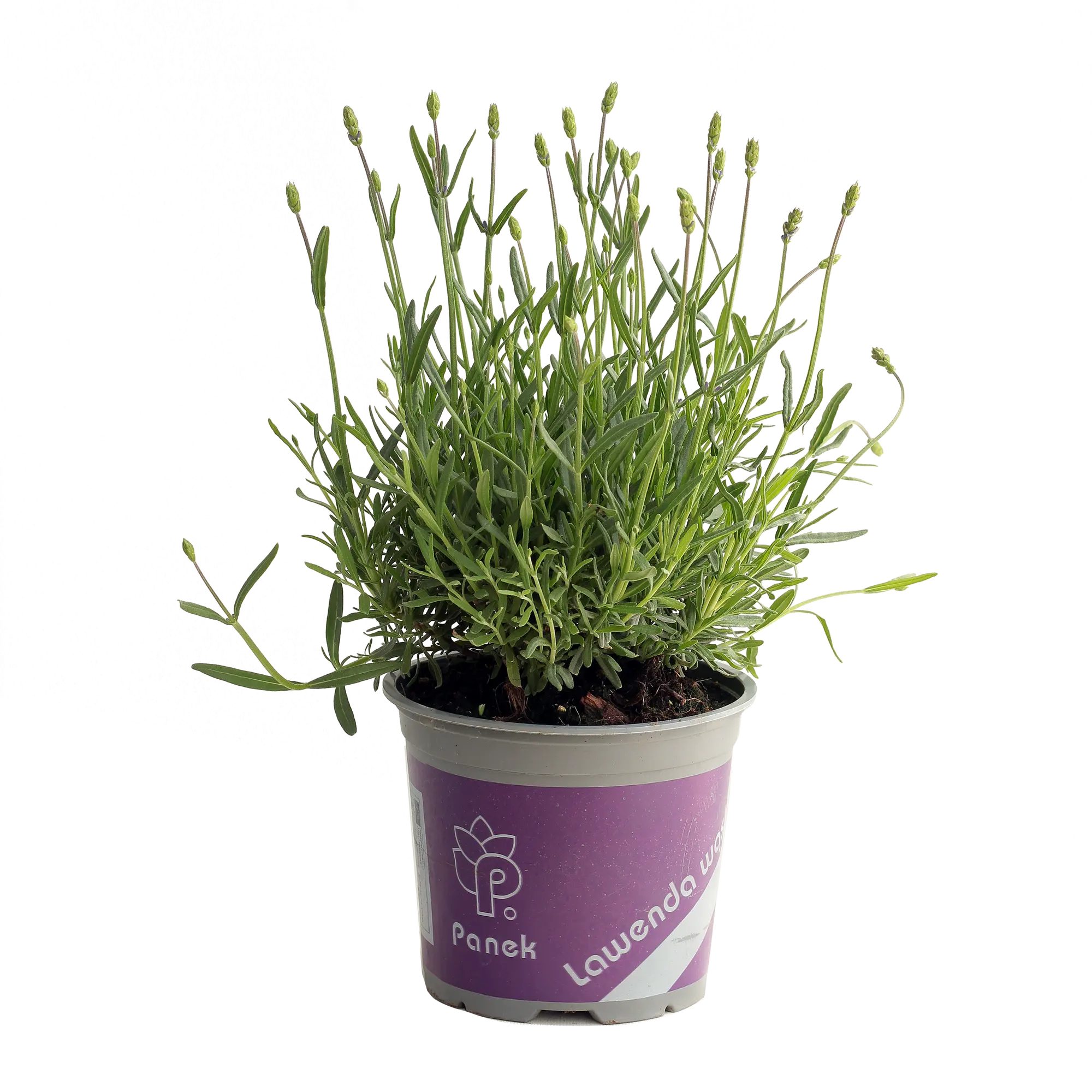 Lawenda wąskolistna 30 cm