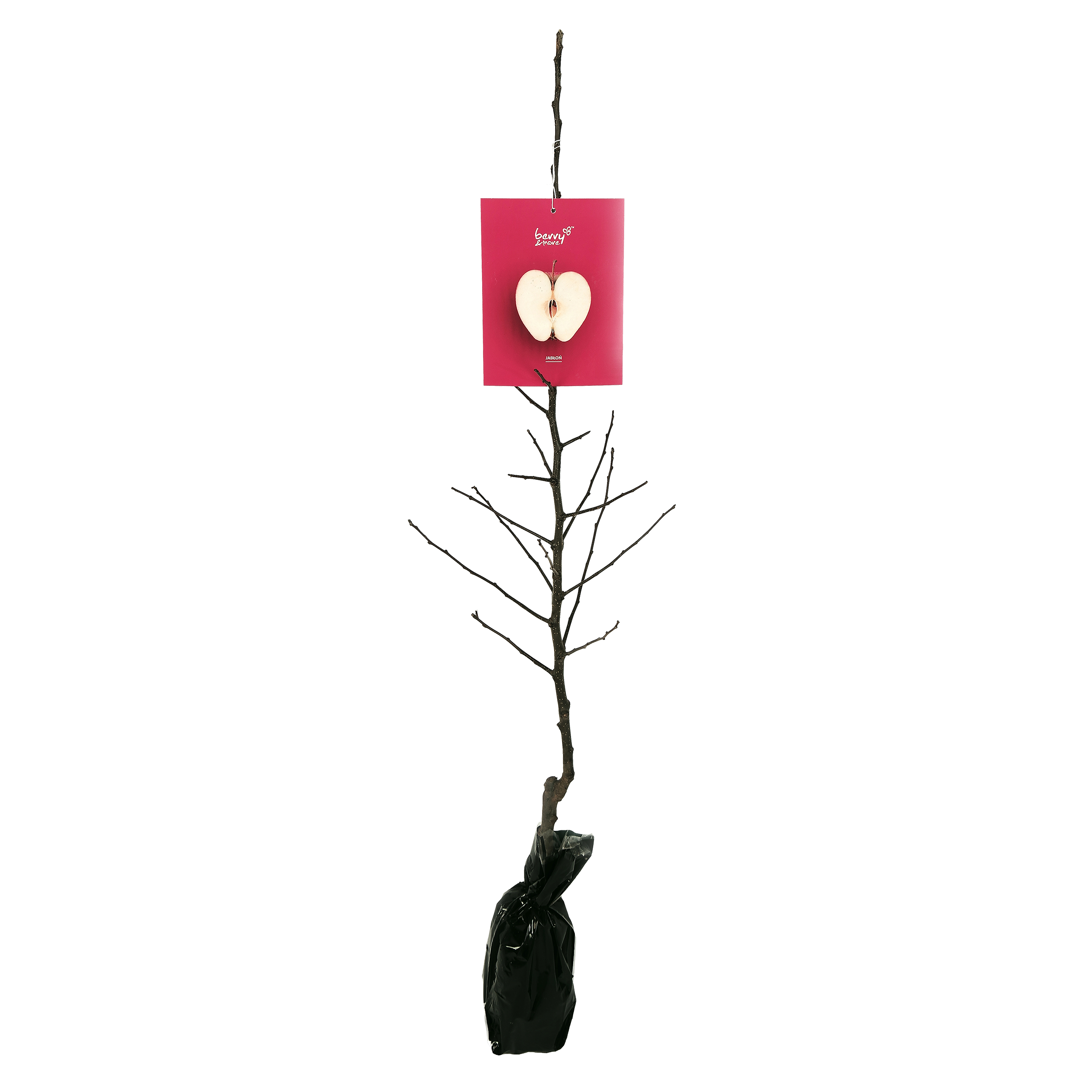 Jabłoń Balot 150 cm Berry&amp;More™