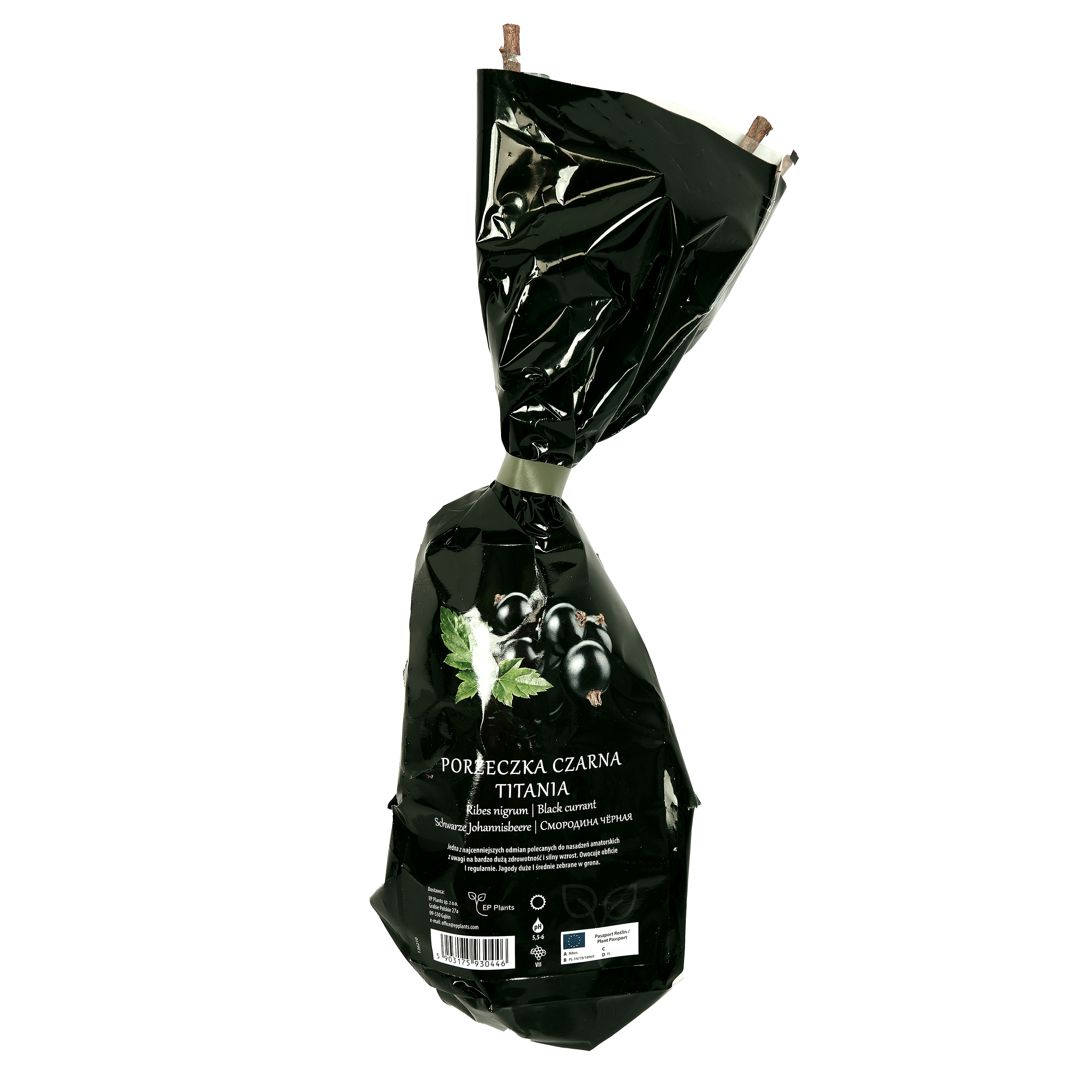 Porzeczka czarna Balot 35 cm Berry&amp;More™