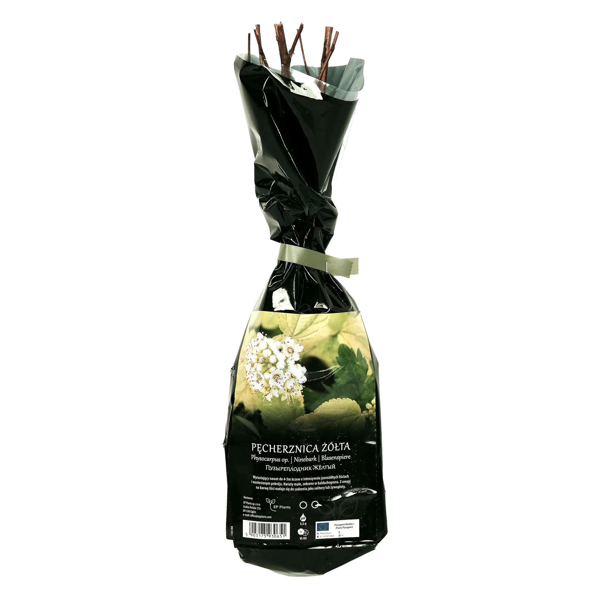 Pęcherznica żółta Balot 35 cm Berry&amp;More™