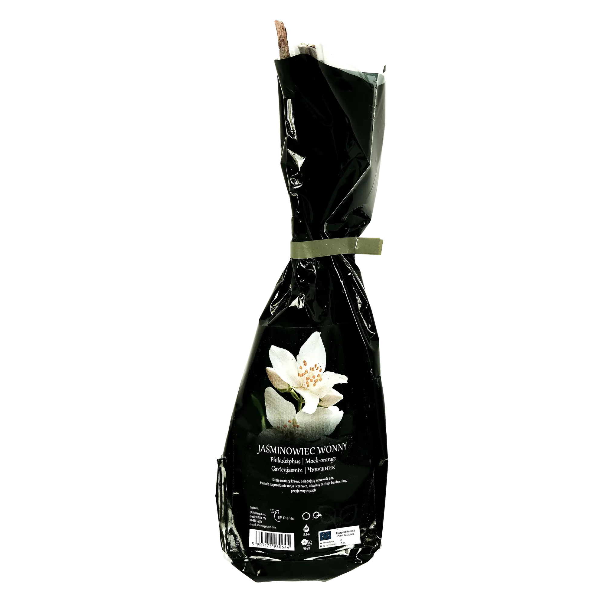 Jaśminowiec Wonny Balot 35 cm Berry&amp;More™