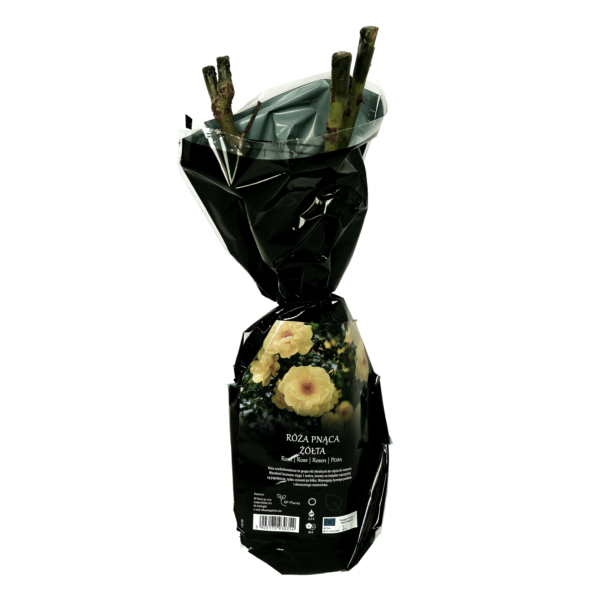 Róża pnąca mix 35 cm