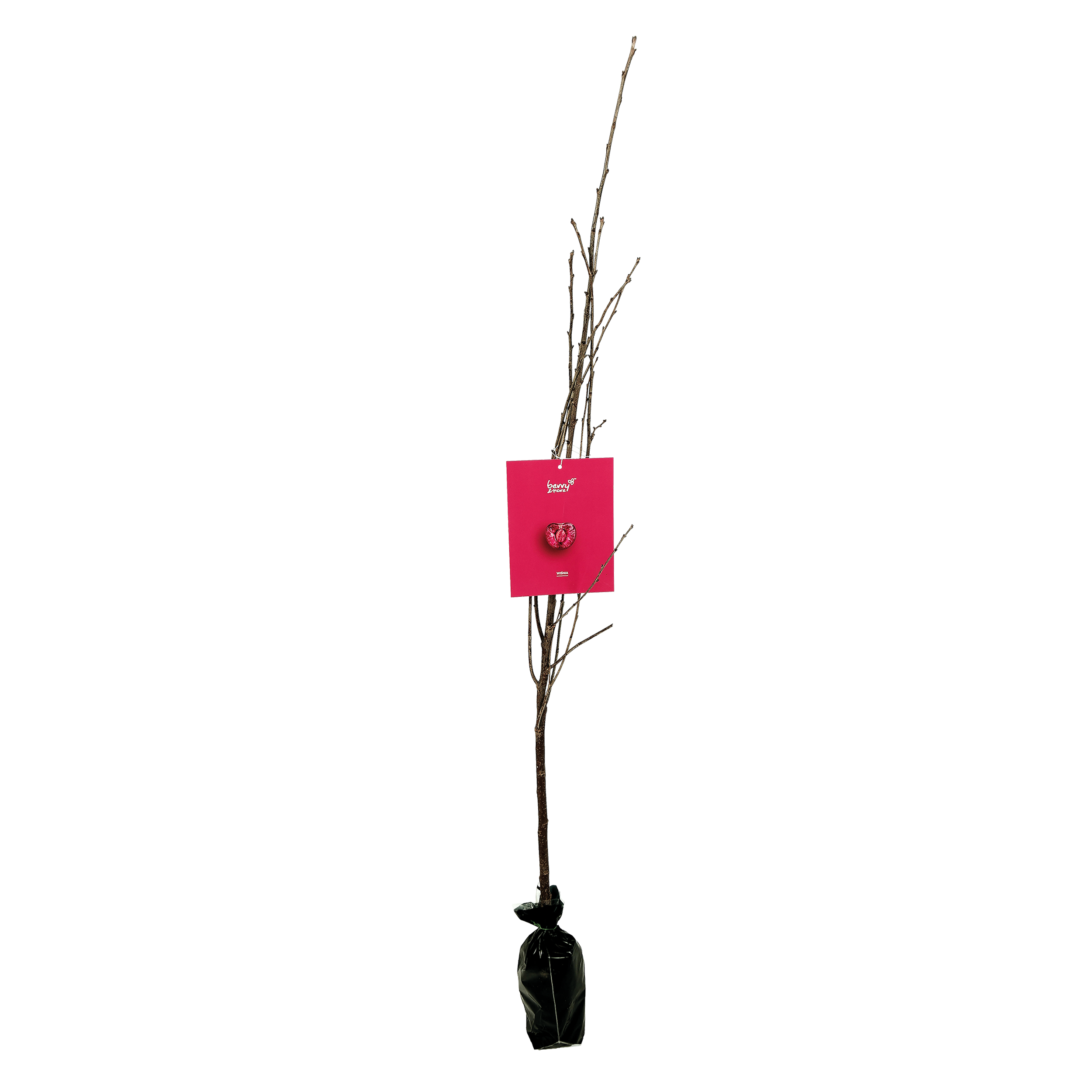 Wiśnia Balot pospolita 150 cm Berry&amp;More™