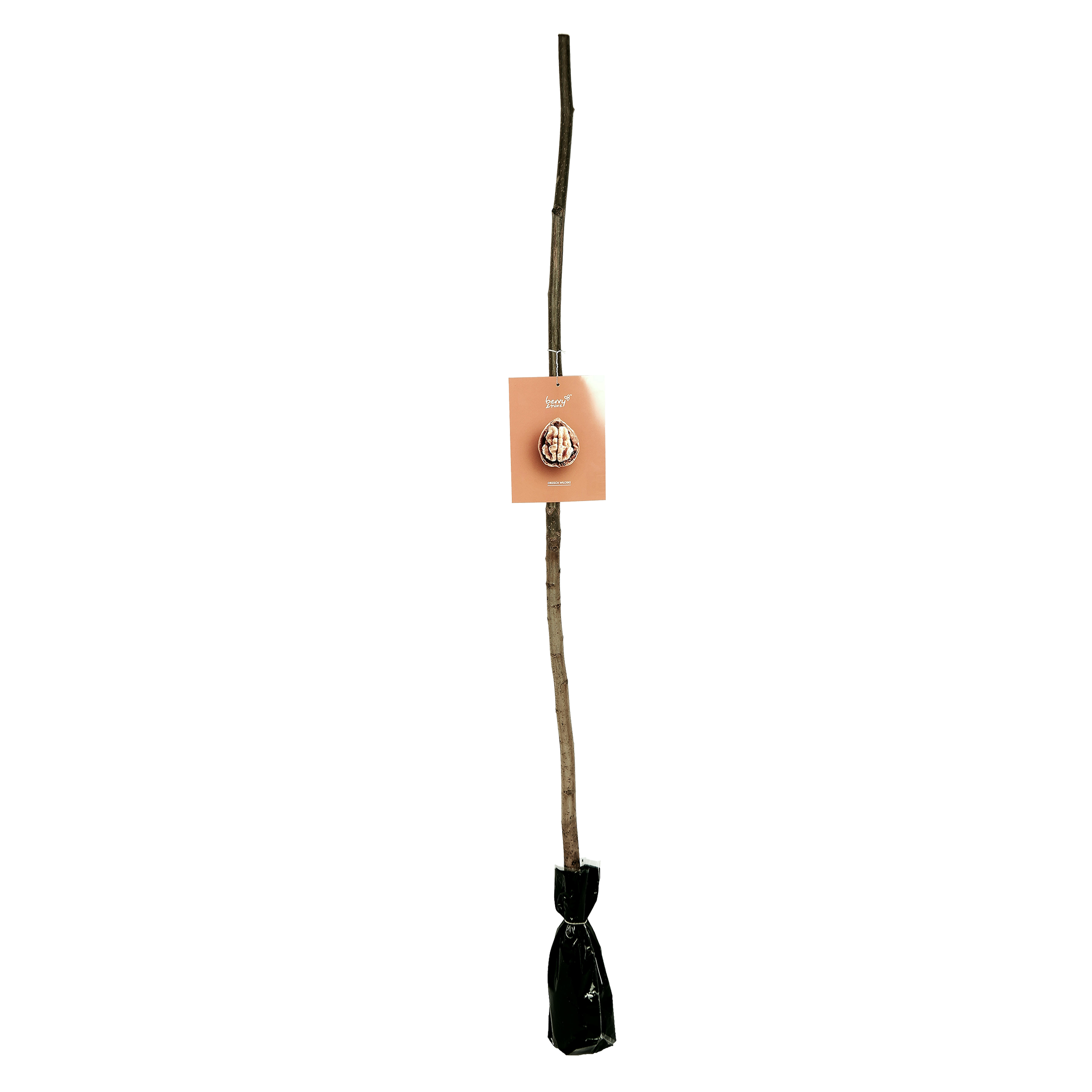 Orzech włoski Balot 150 cm Berry&amp;More™