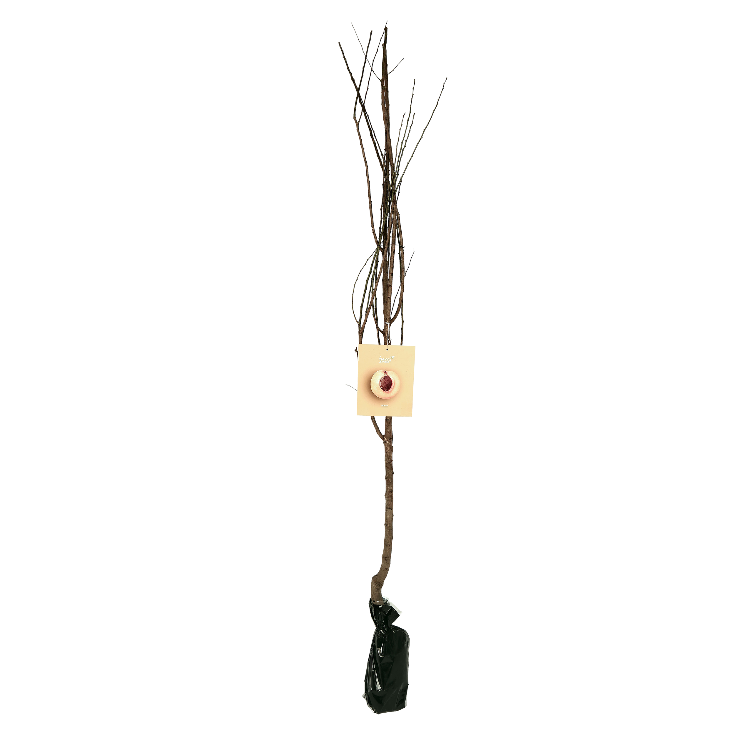 Morela Balot 150 cm Berry&amp;More™