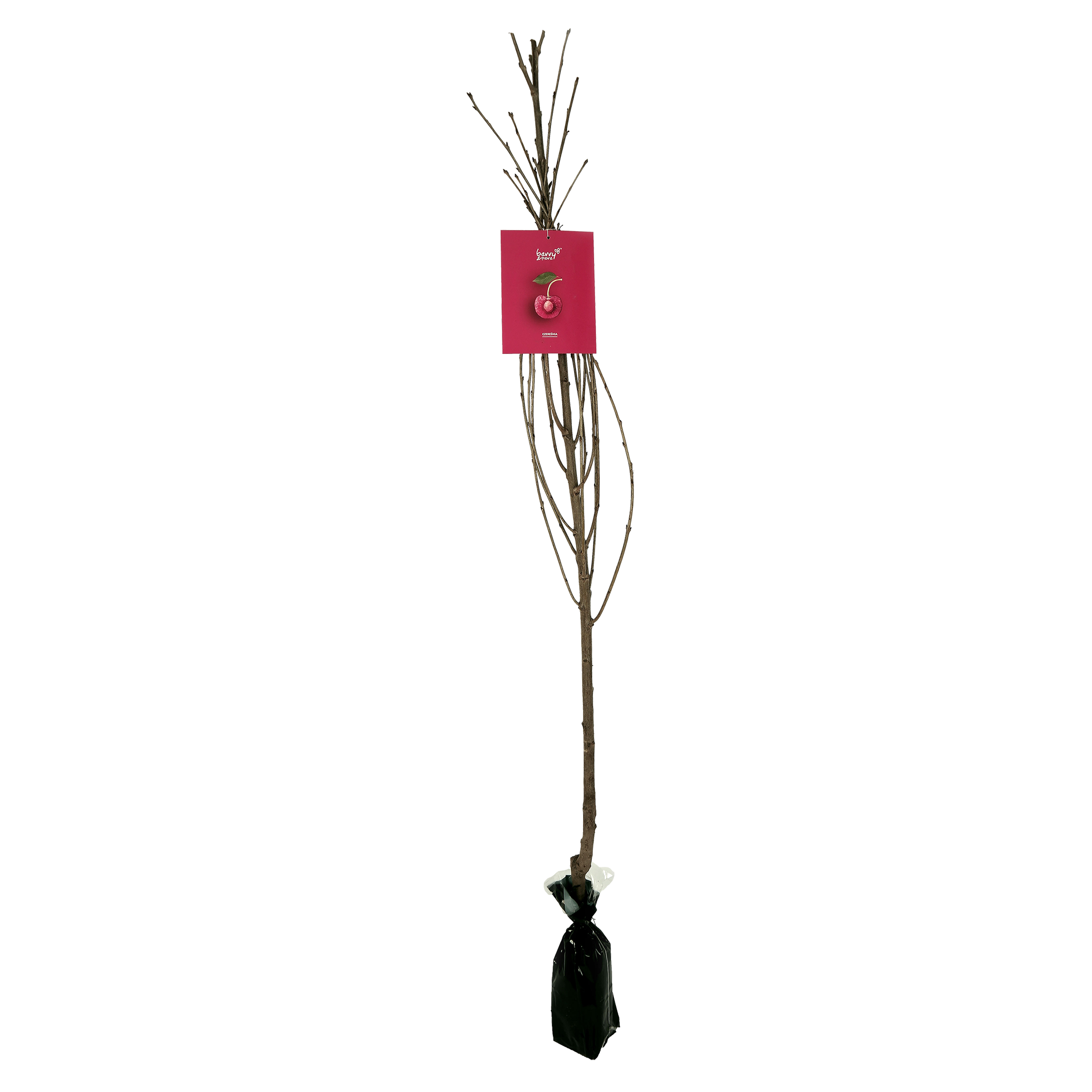 Czereśnia Balot 150 cm Berry&amp;More™