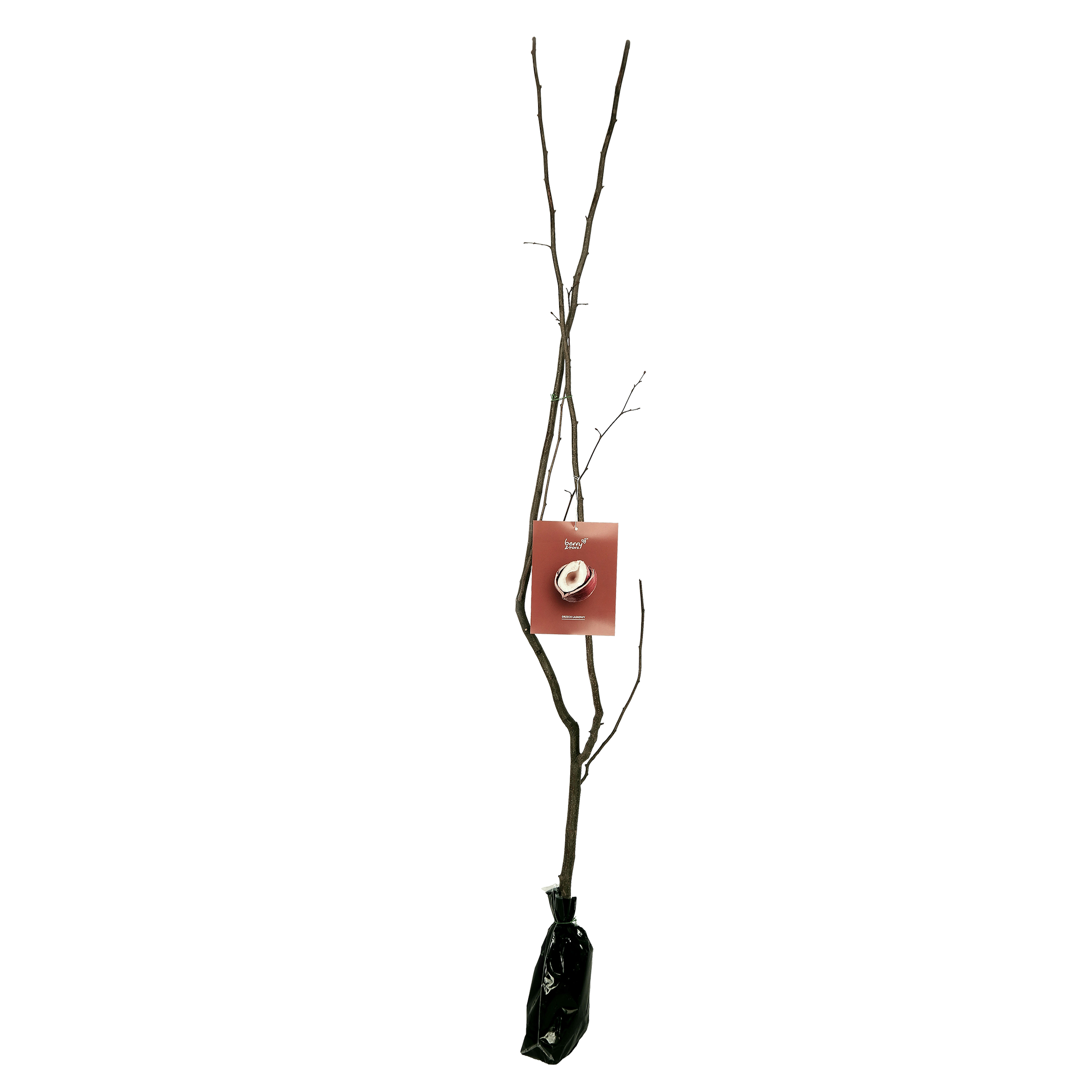 Orzech Laskowy Balot 150 cm Berry&amp;More™