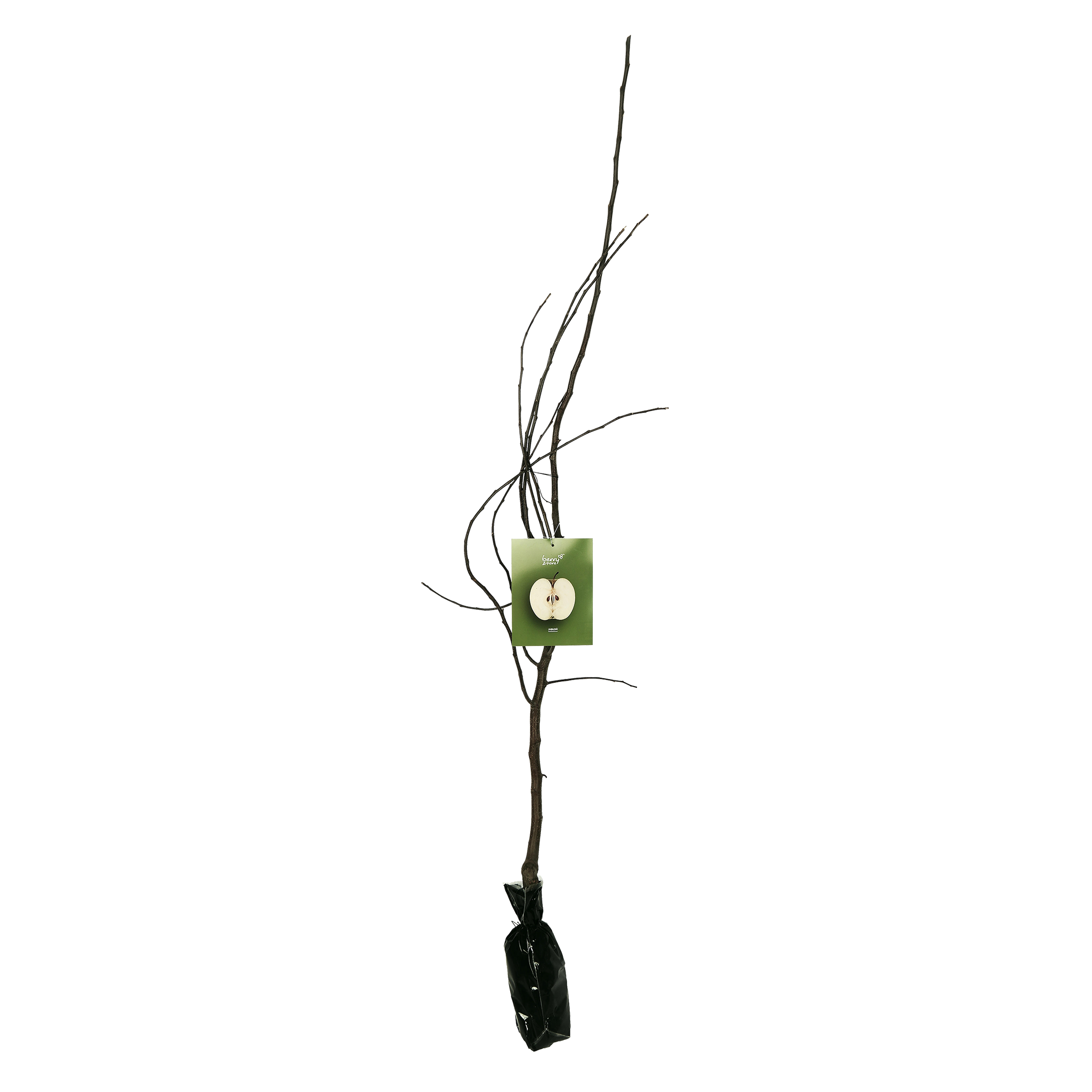 JabłońBalot 150 cm Berry&amp;More™