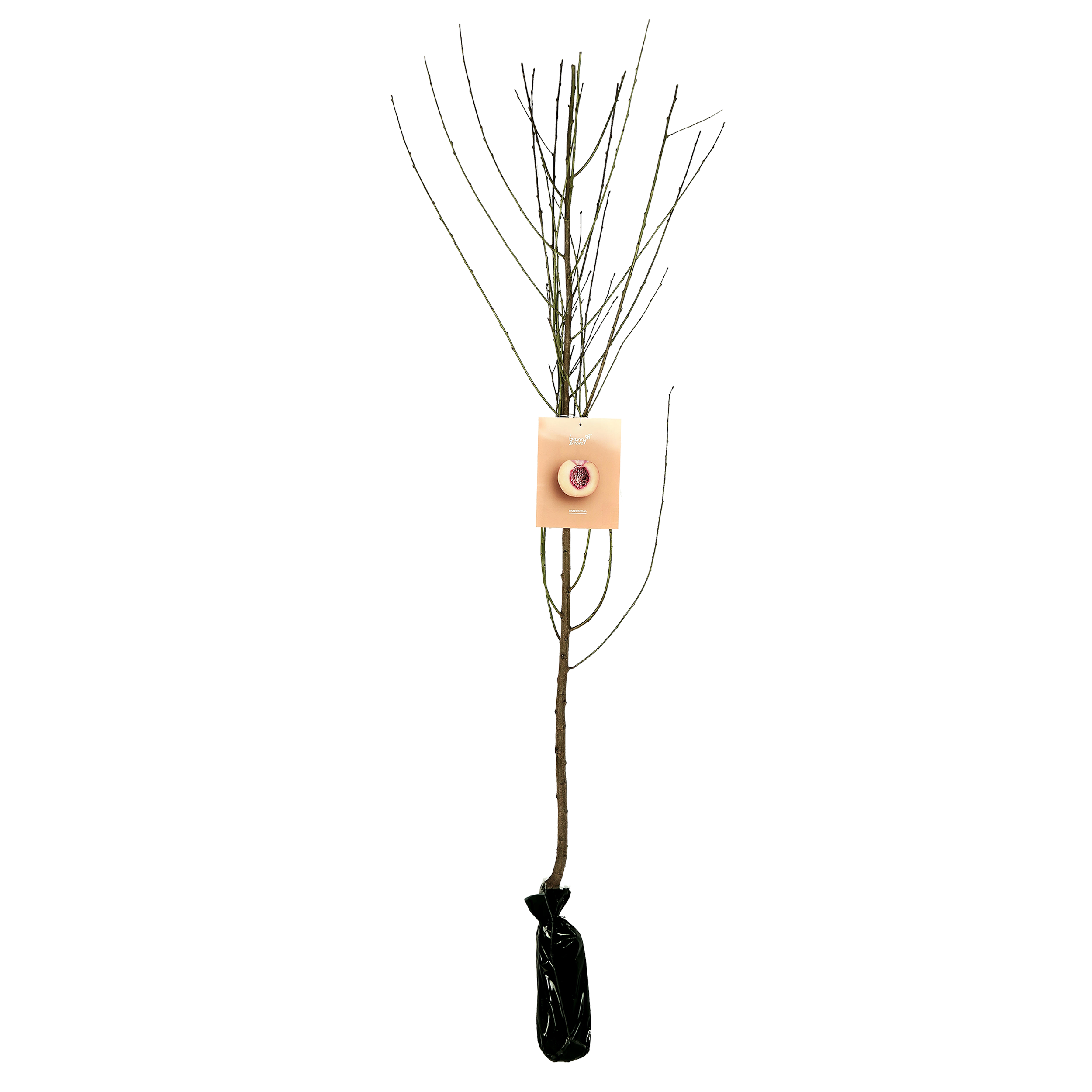 Brzoskwinia biała Balot 150 cm Berry&amp;More™