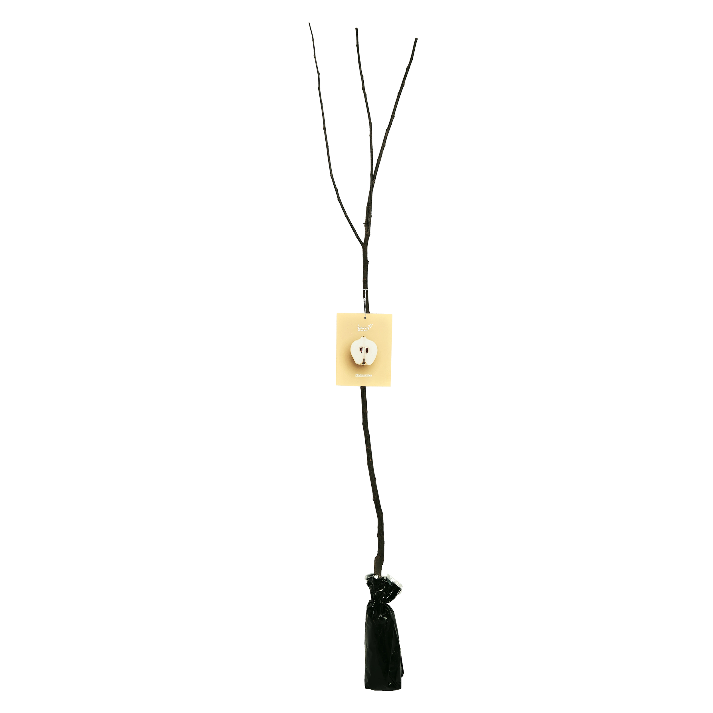 Pigwa wieloowocowa Balot 150 cm Berry&amp;More™