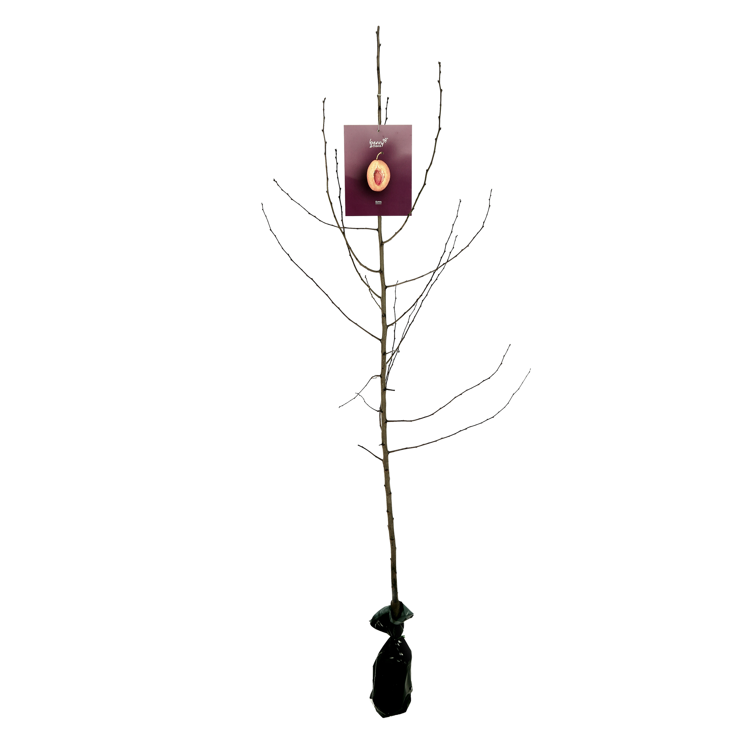 Śliwa Balot 150 cm Berry&amp;More™