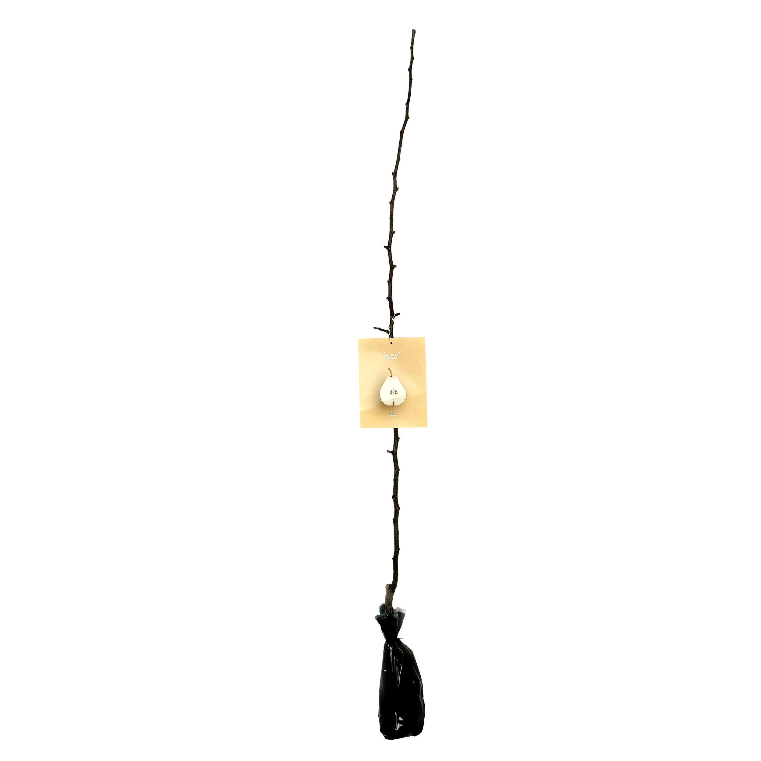 Grusza Balot 150 cm Berry&amp;More™