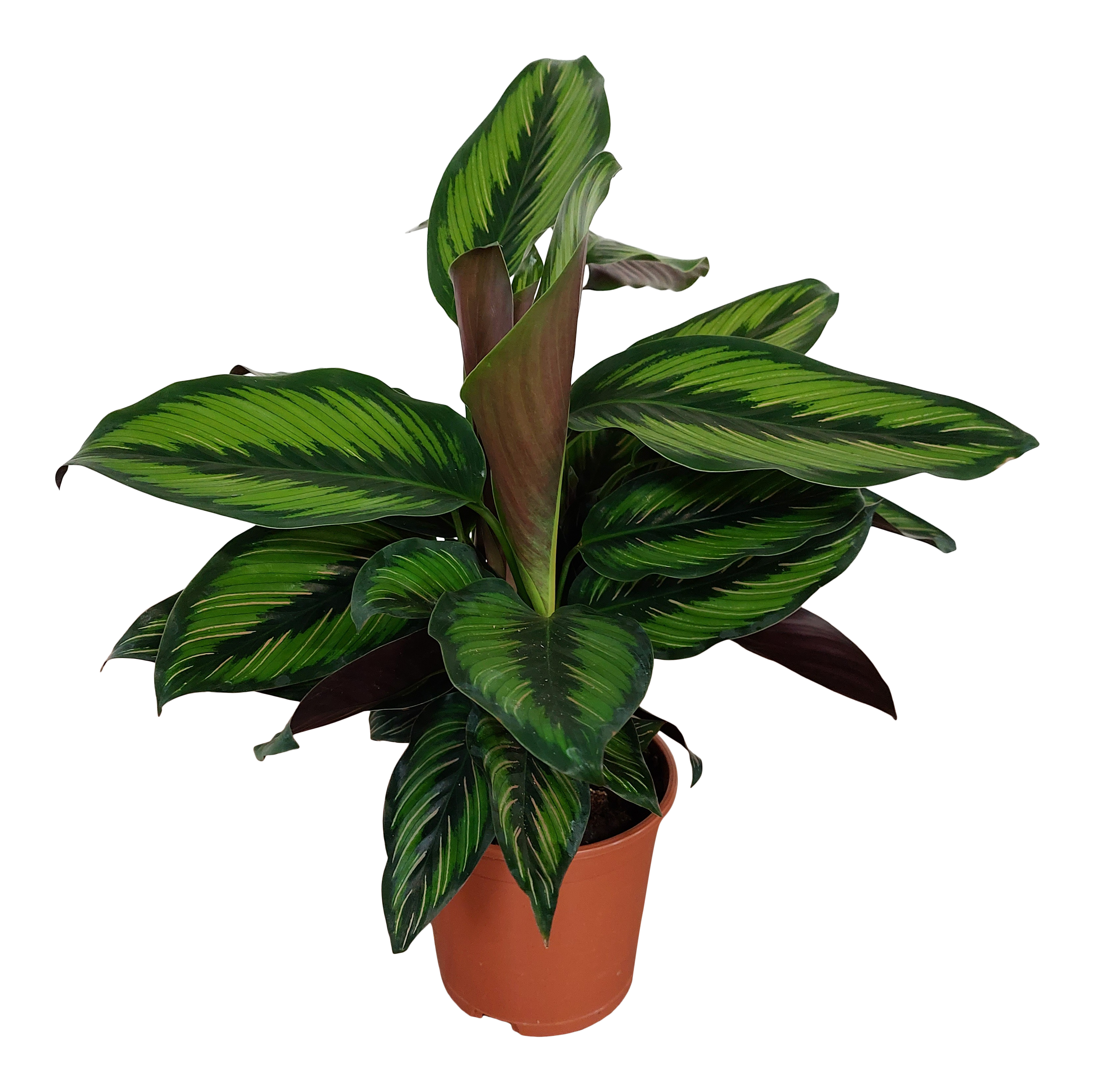 Kalatea Pinstripe Kalatea 35 cm