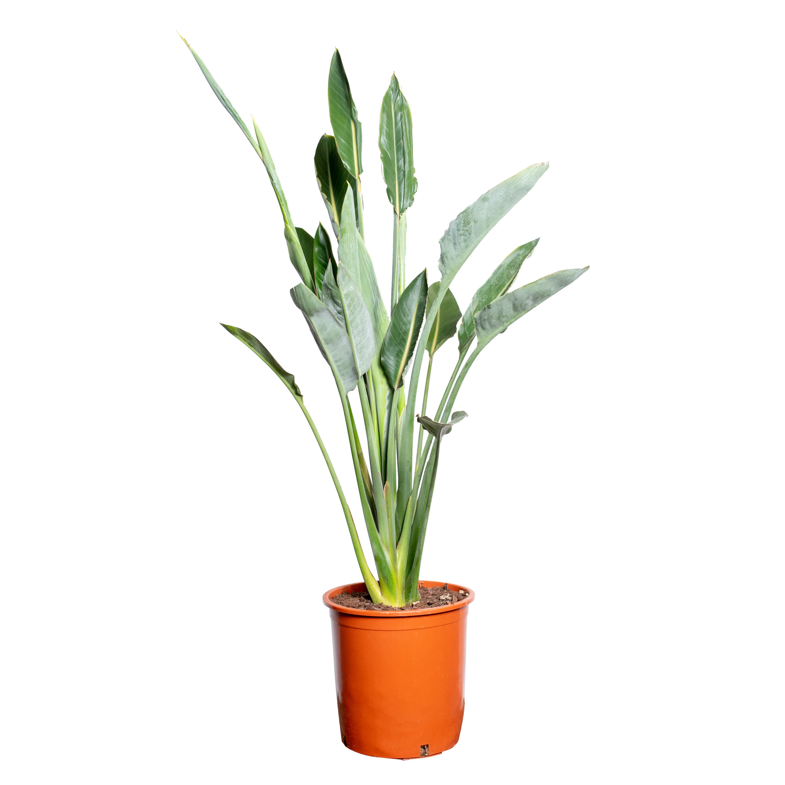 Strelicja królewska Strelitzia reginae 110 cm