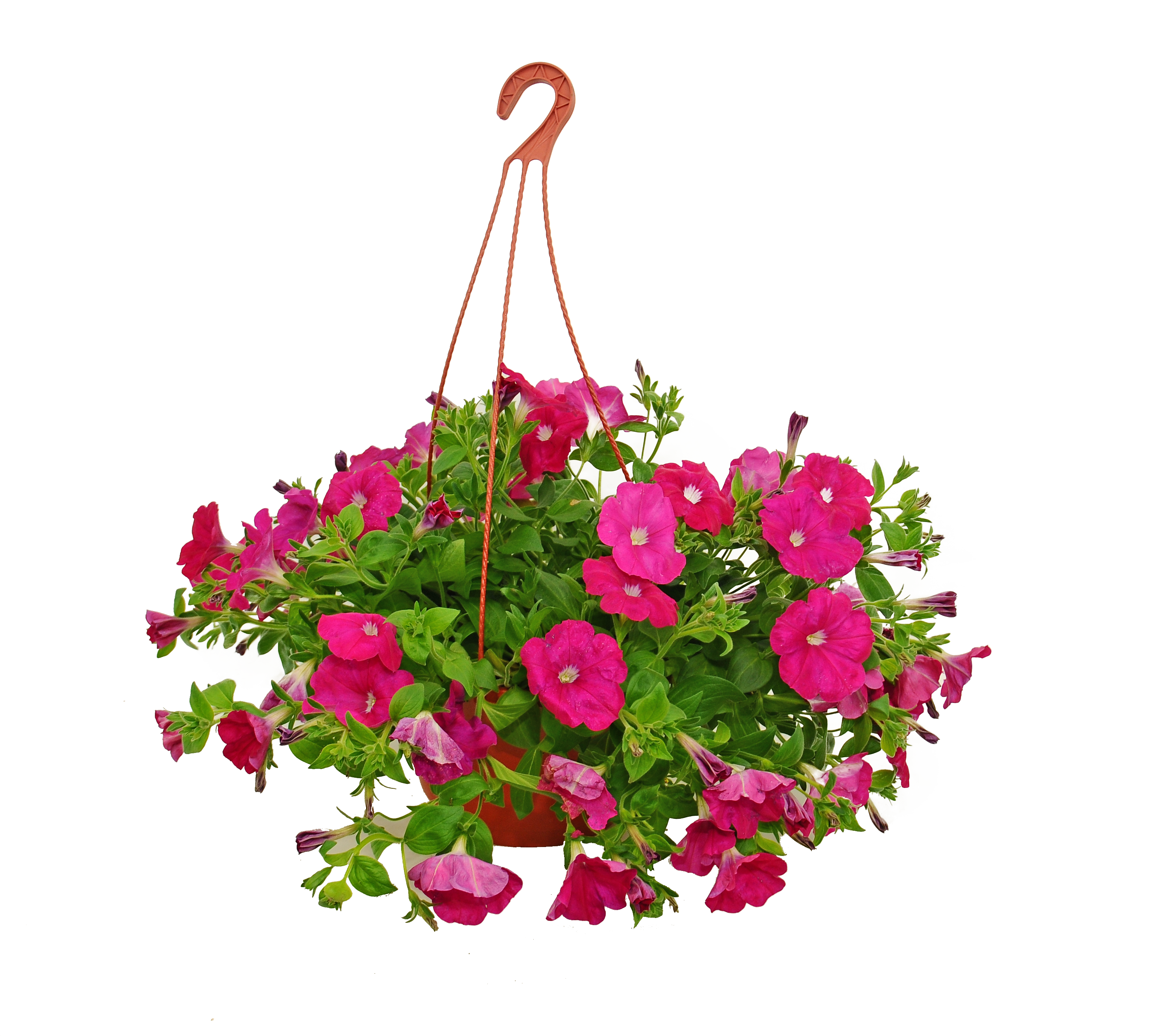 Surfinia Maxi 30cm