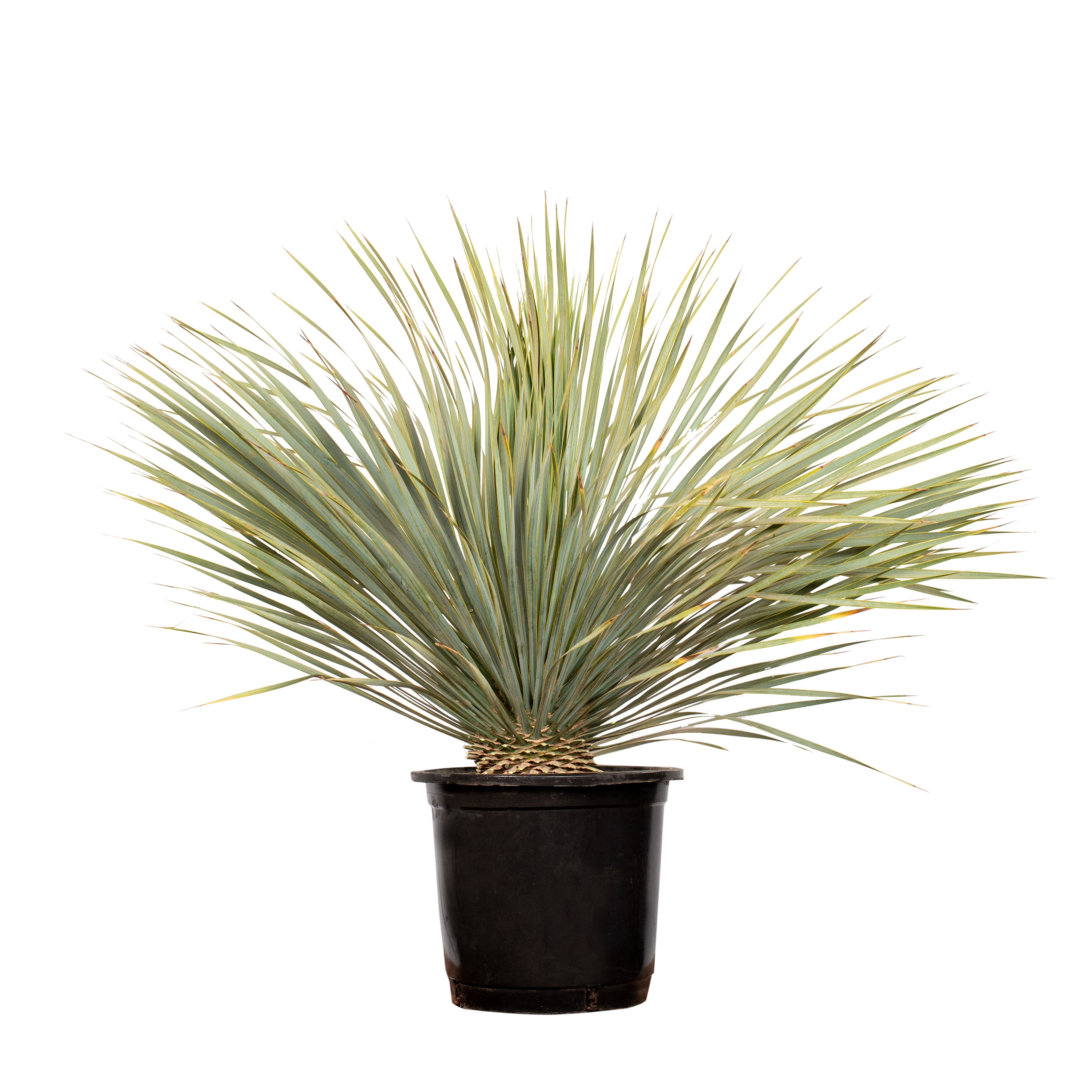Juka rostrata 80-90 cm