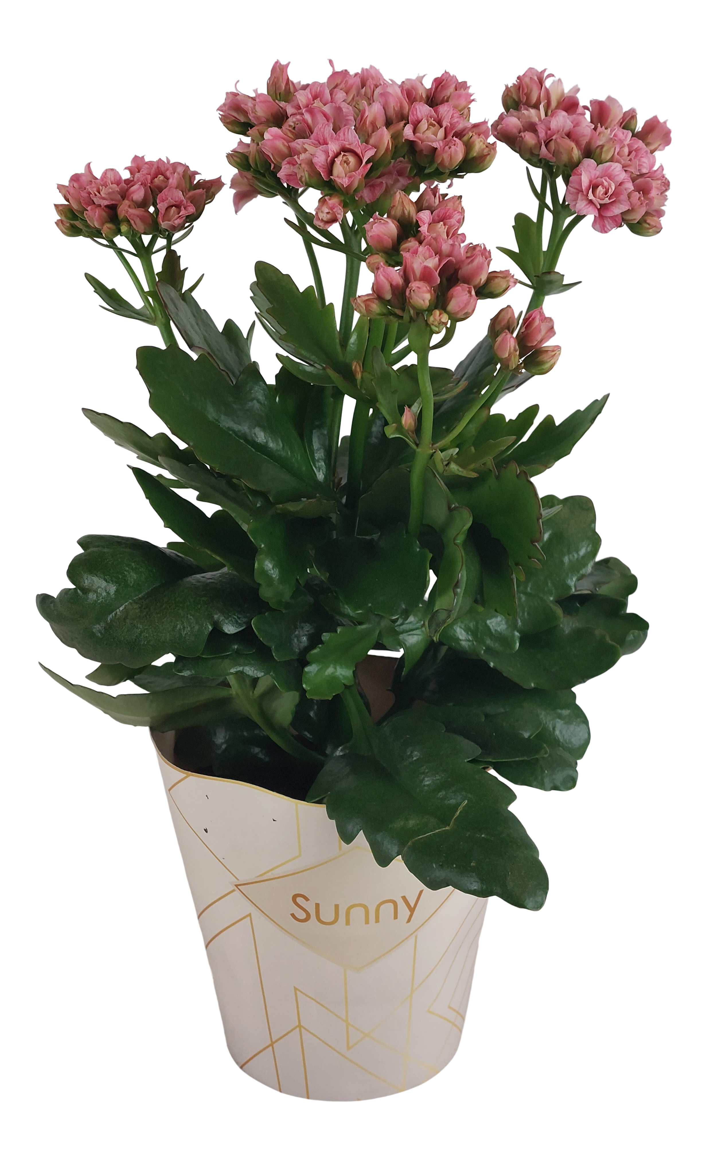 Żyworódka Kalanchoe Sunny mix 40-50cm