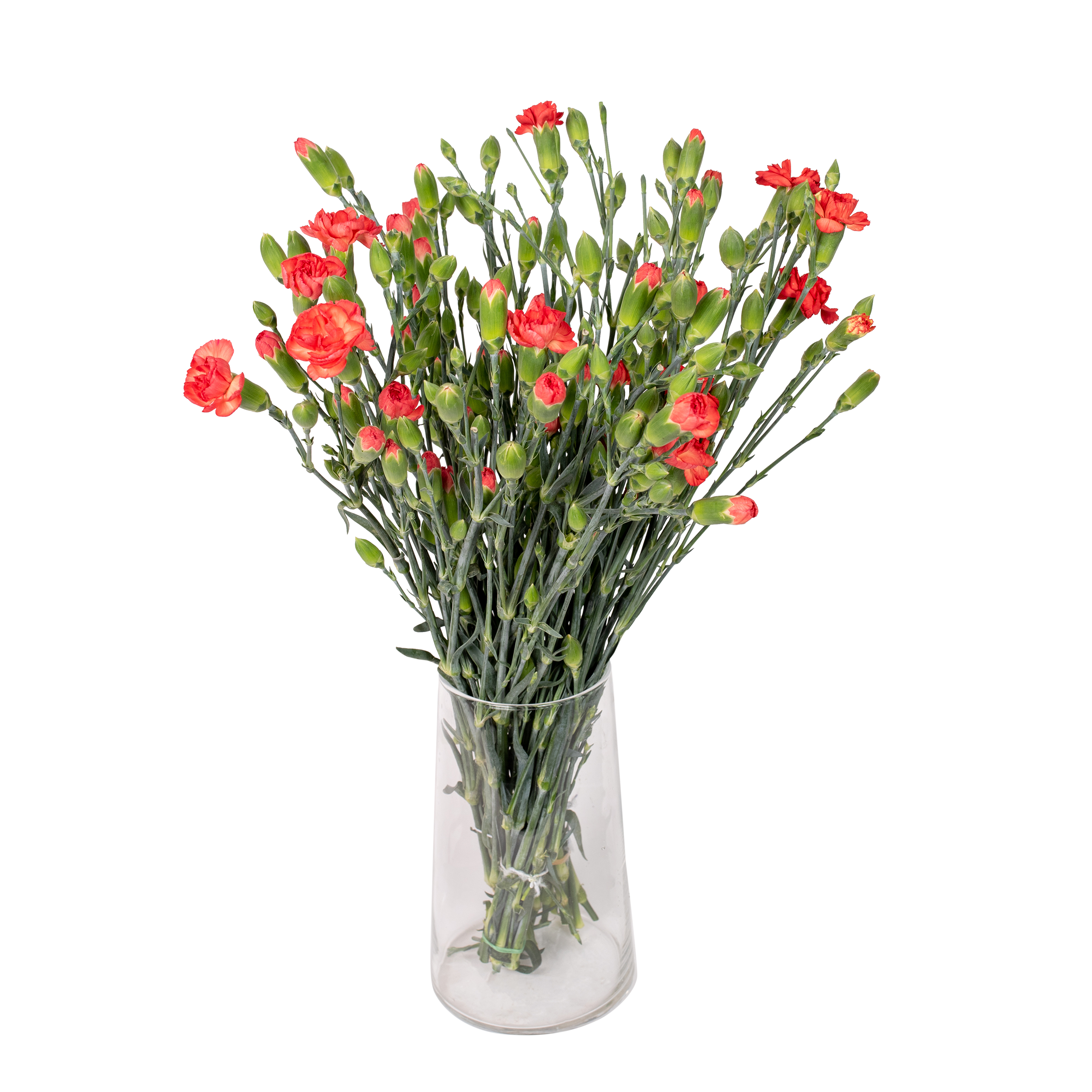 Goździk bukiet 50 cm
