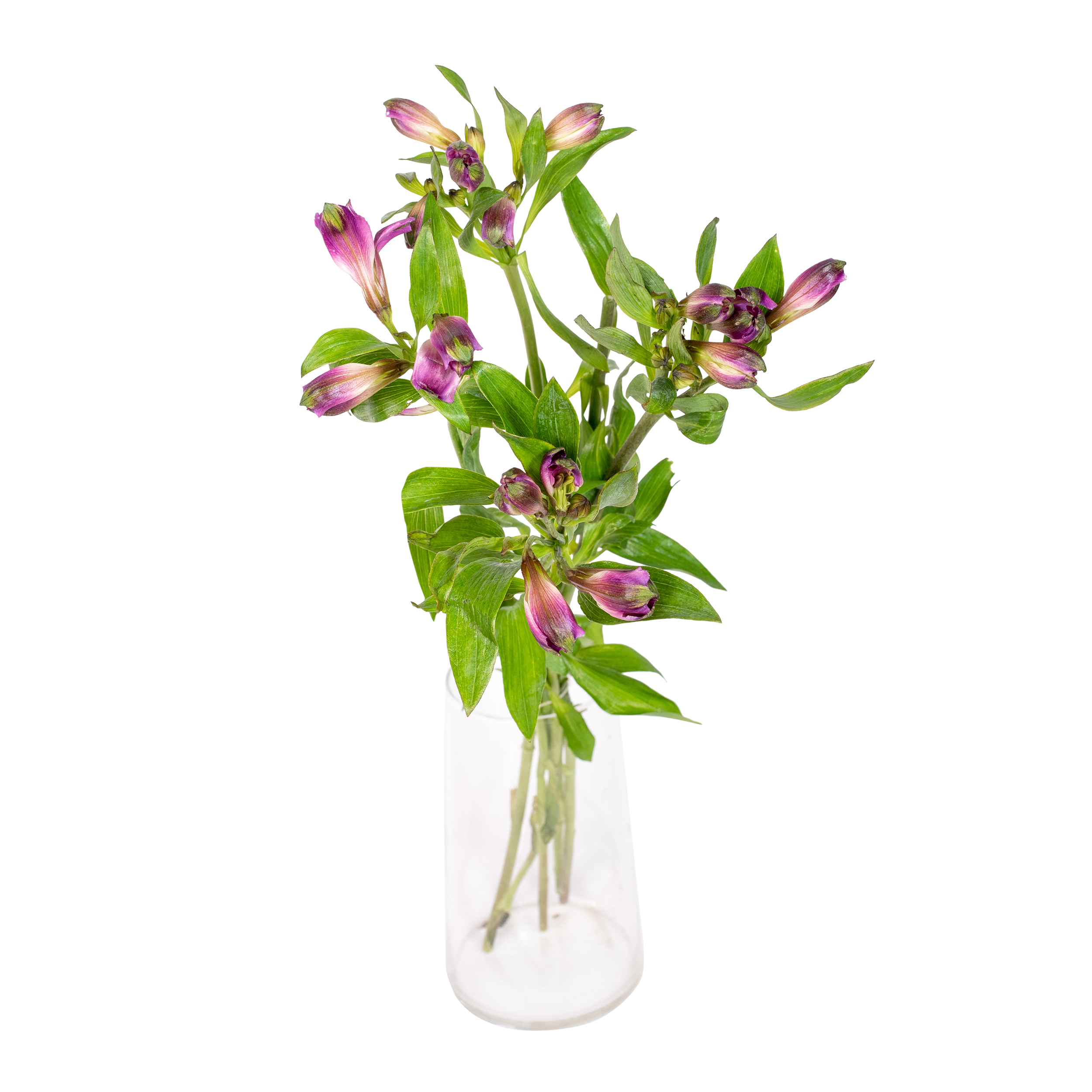 Alstremeria mix 55-60 cm