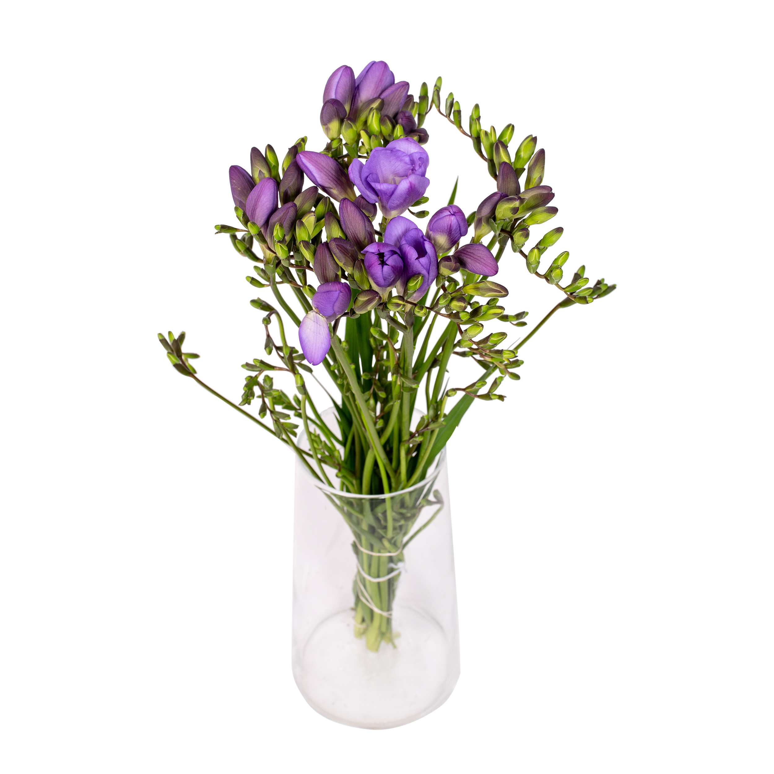 Frezja mix 10szt. 40 cm