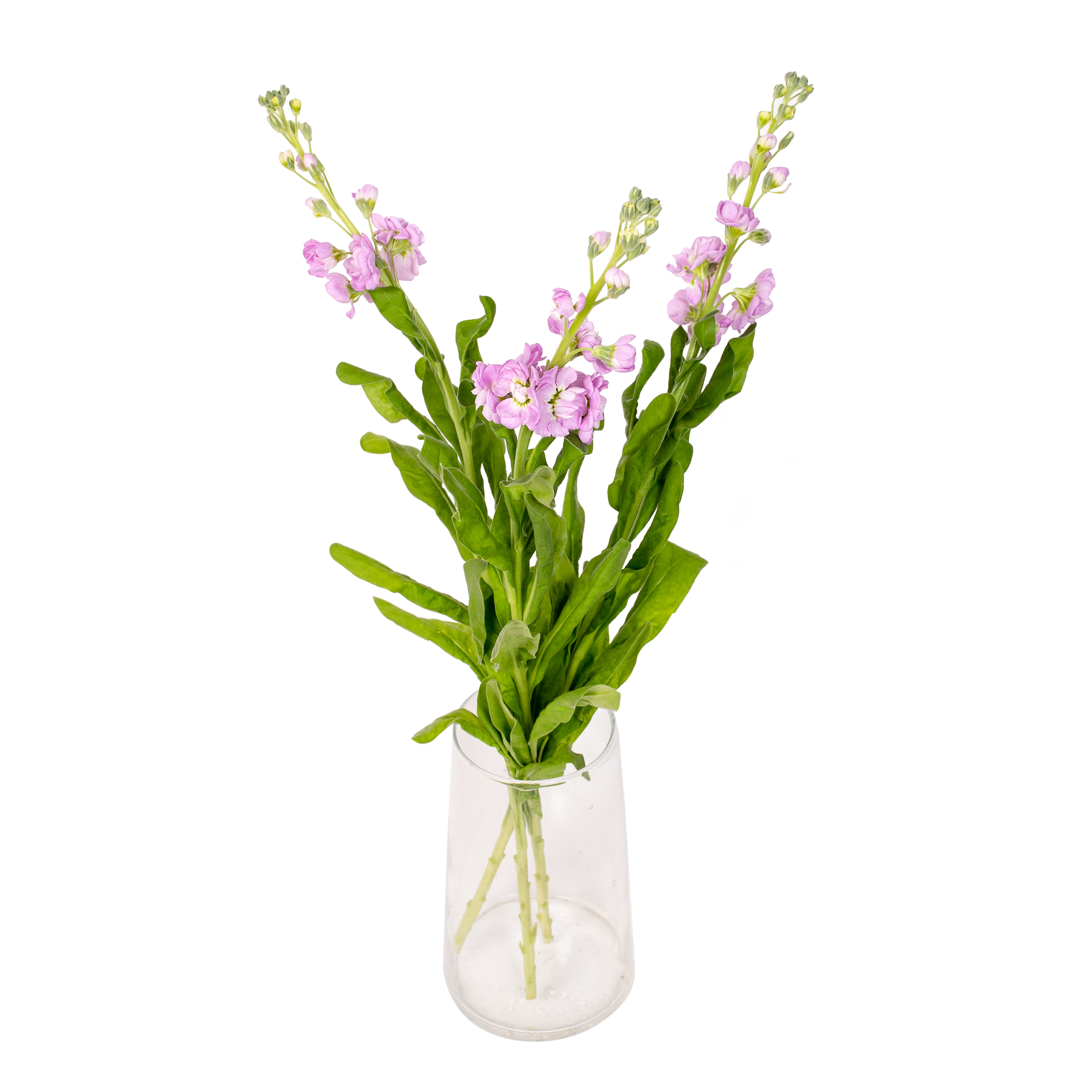 Lewkonia mix 45-50 cm