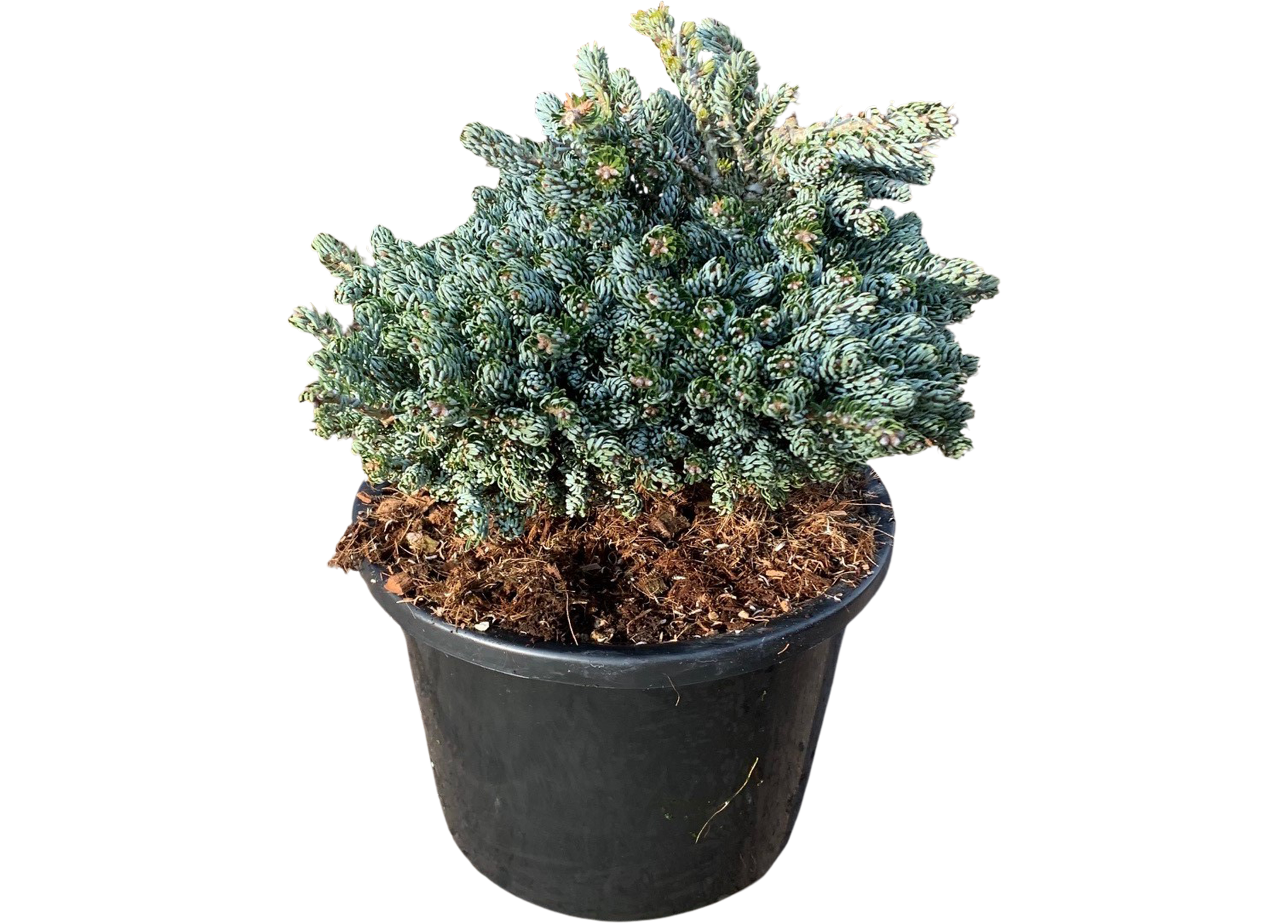 Jodła koreańska 20-25 cm