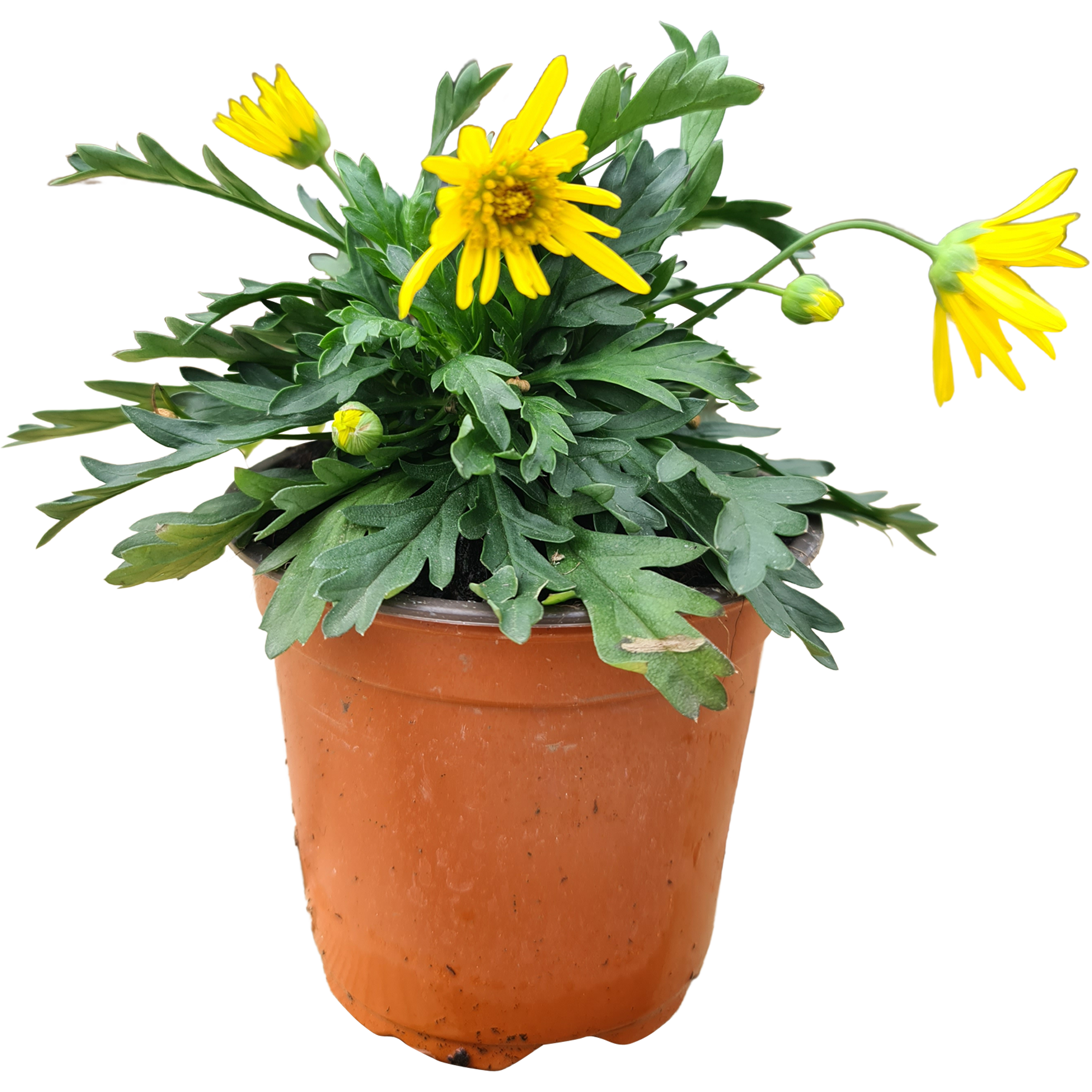 Euryops 15-20 cm