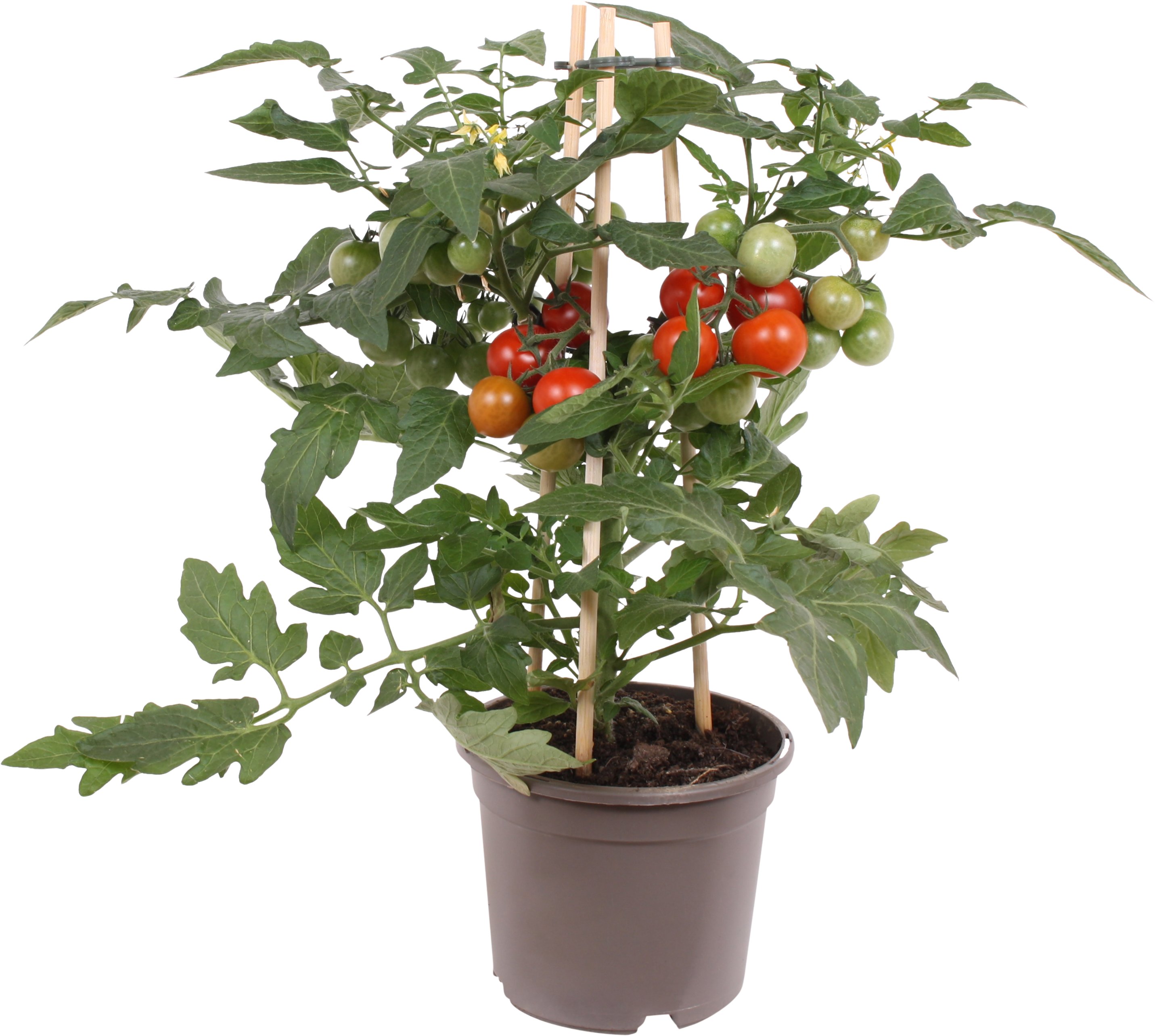 Pomidor Cherry 30 cm