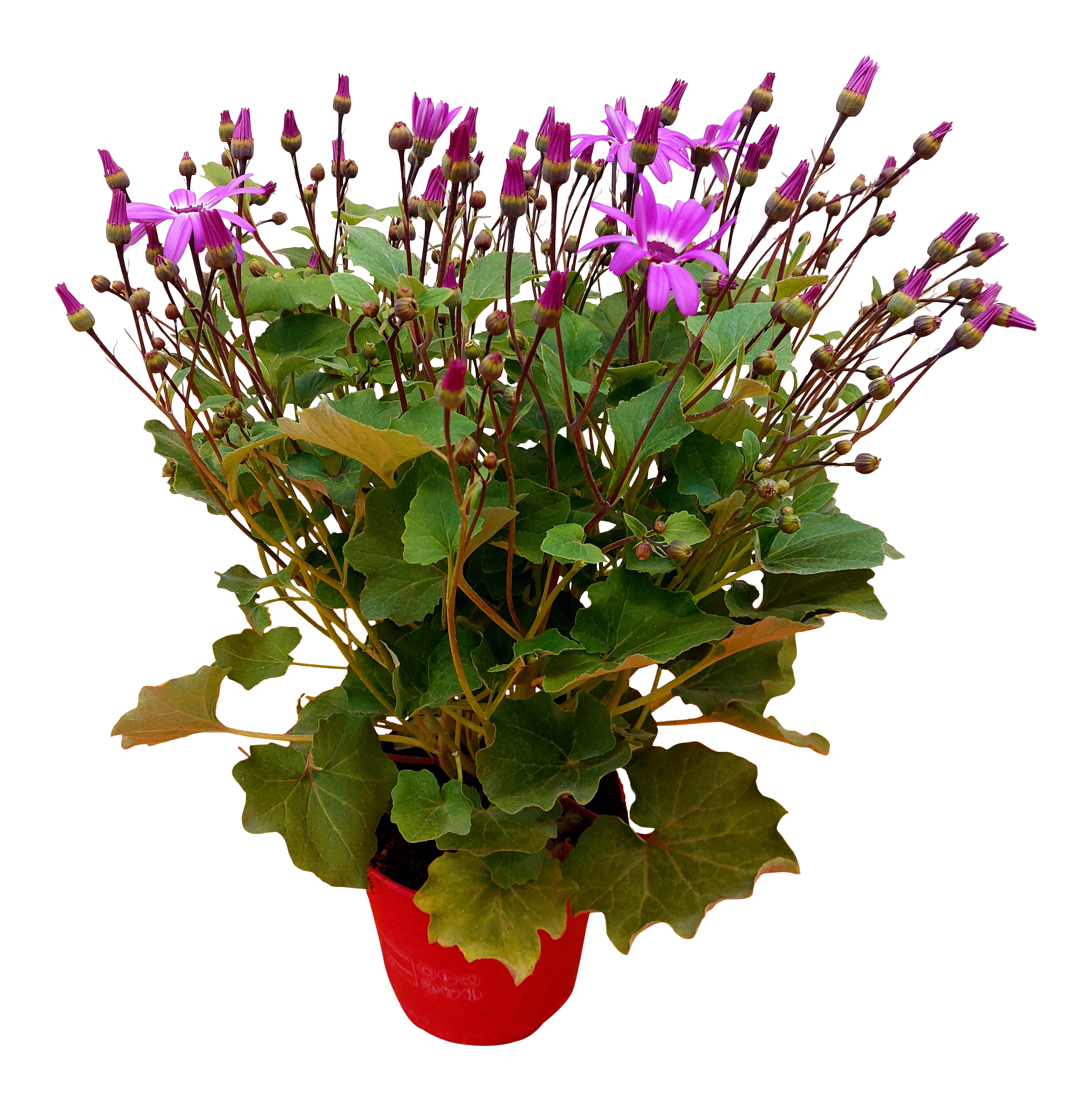 Senecio Senetti mix 25cm