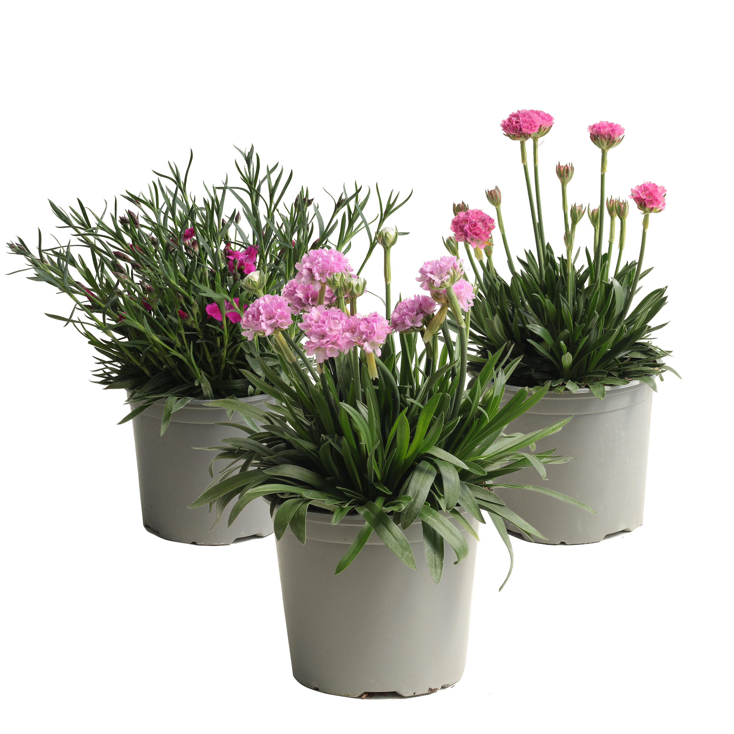 Byliny mix 15-25 cm